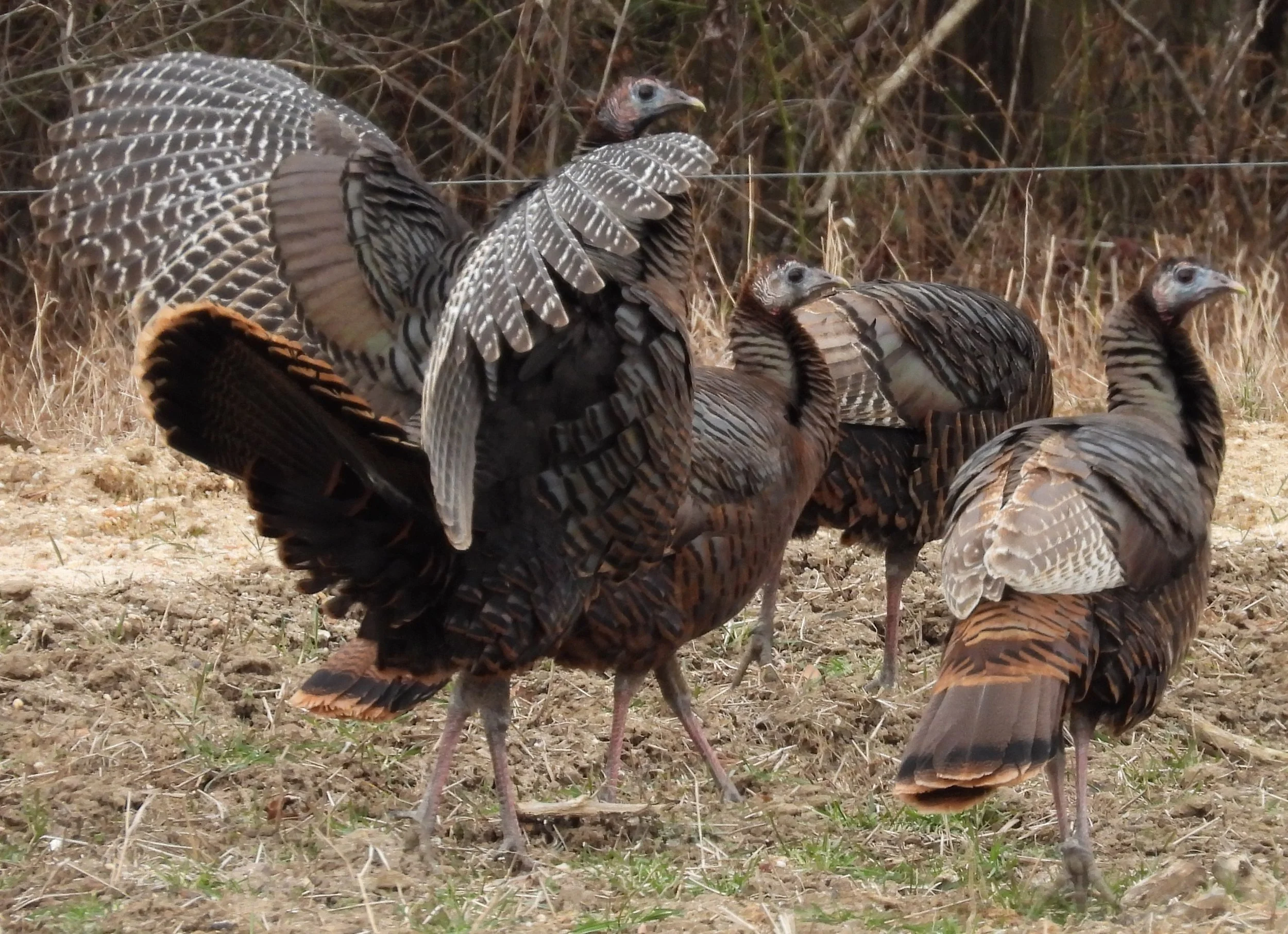 A group of eastern wild turkeys foraging on the ground in a natural outdoor setting.