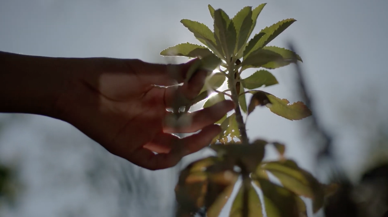 Tending The Wild: Gathering Medicine