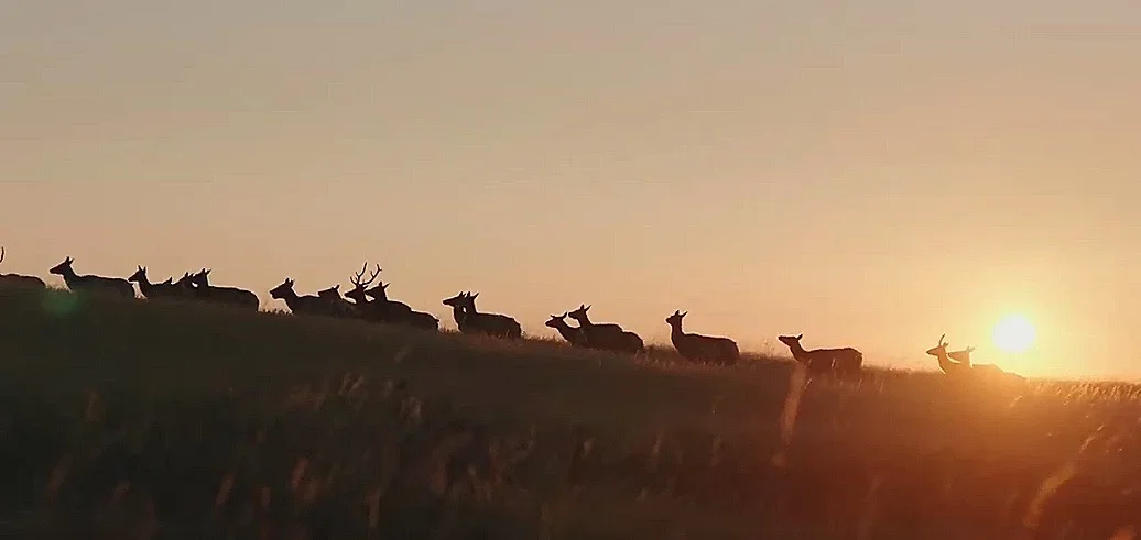 Tending The Wild: Feature Doc