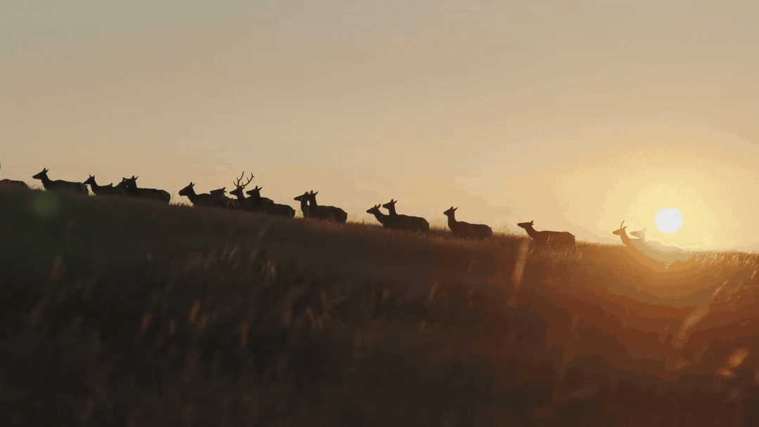 TENDING_THE_WILD_3_compressed_18MB.gif