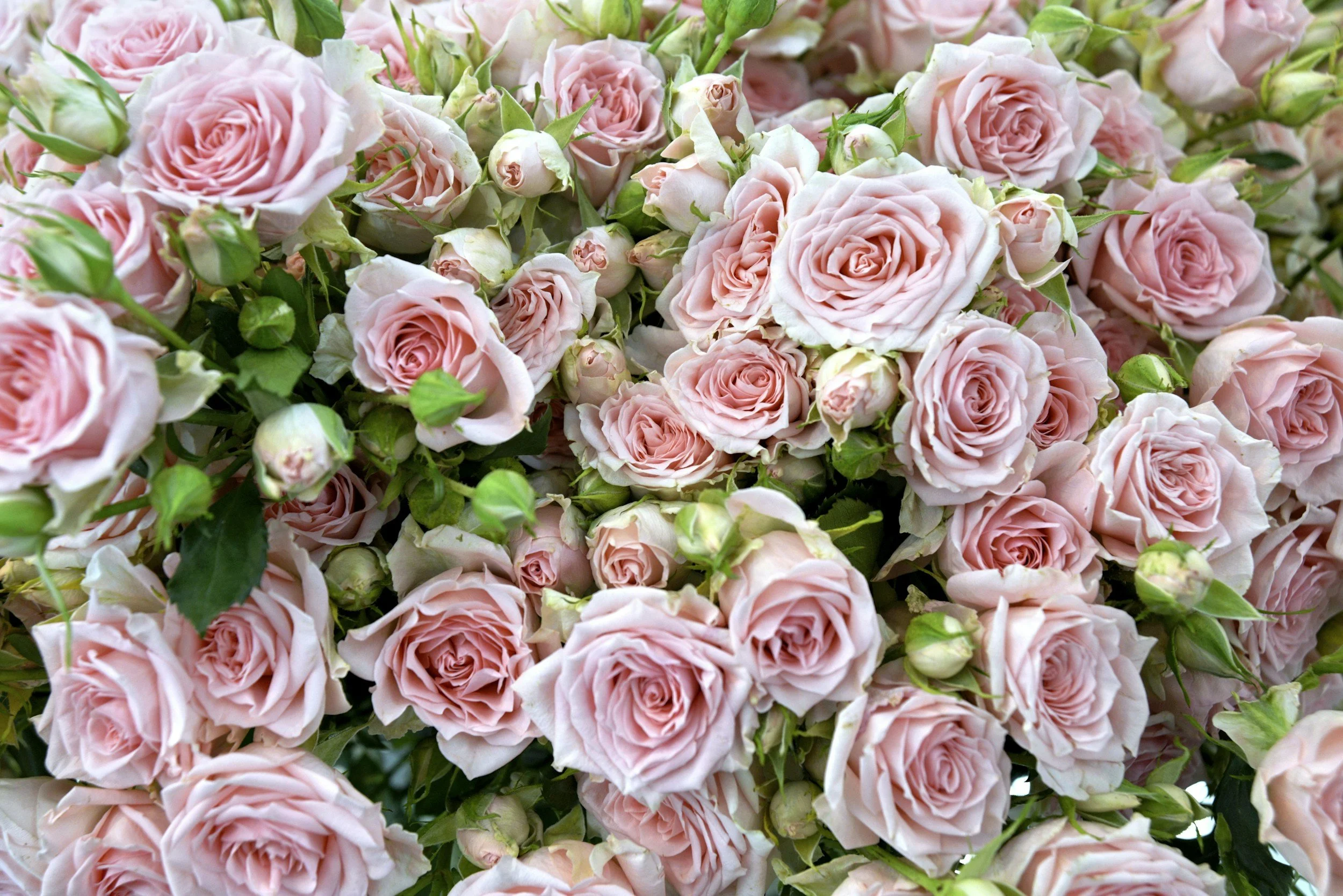 pink roses budding rose