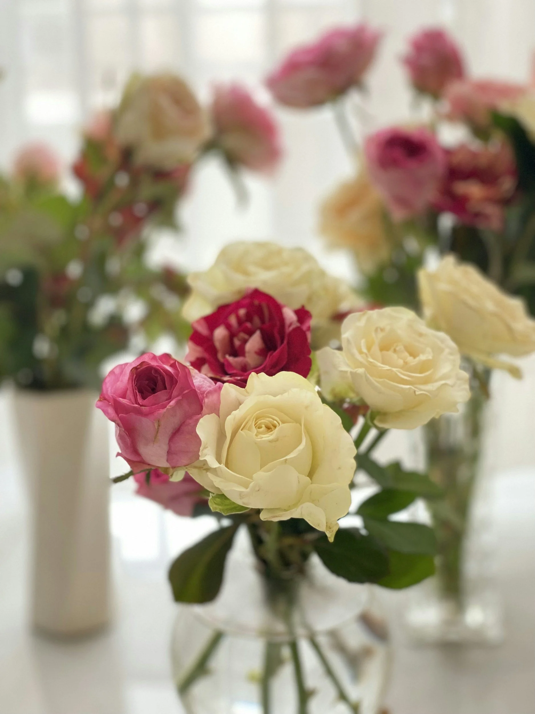 white and pink rose in white vases