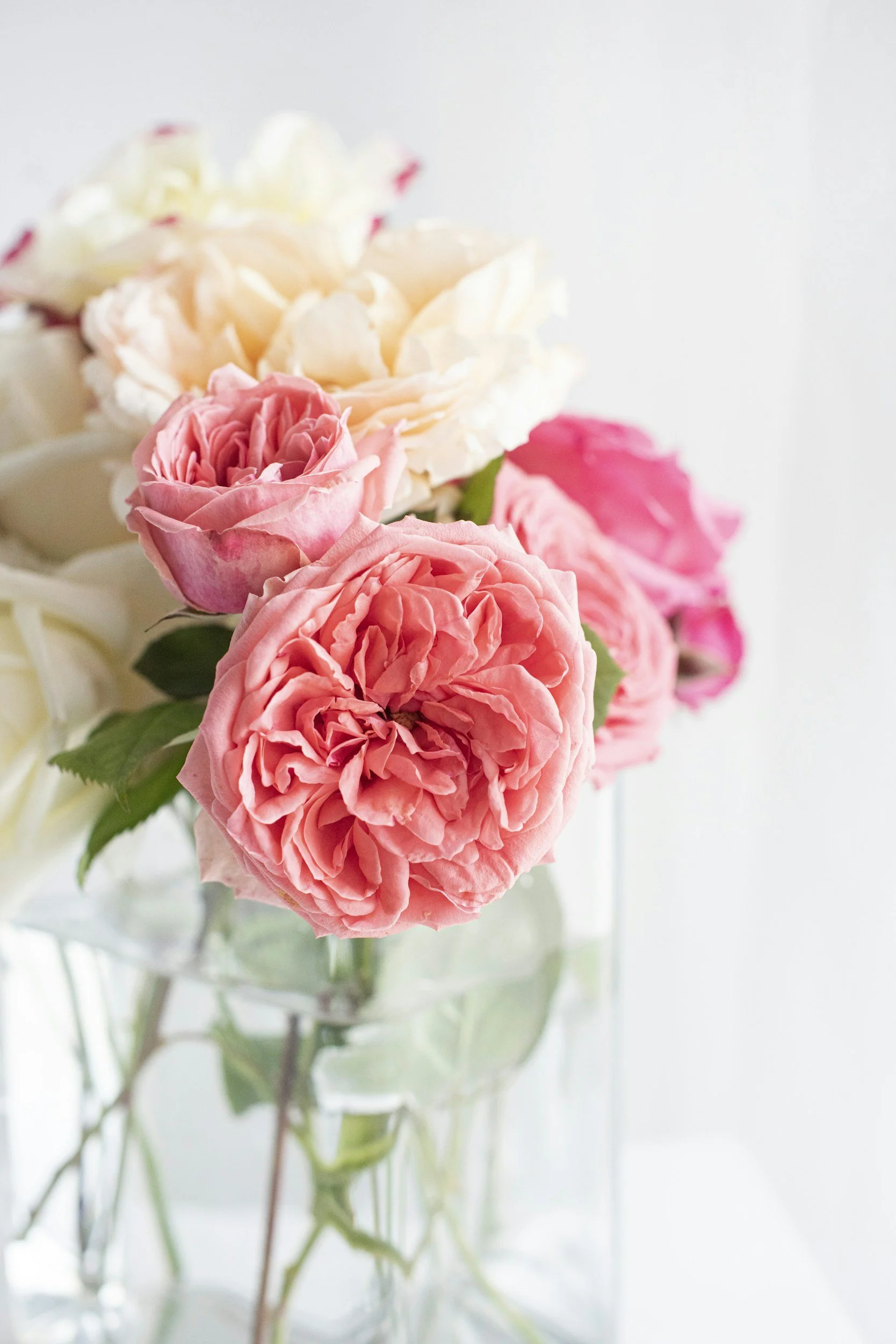 juliet rose pink and white in vase