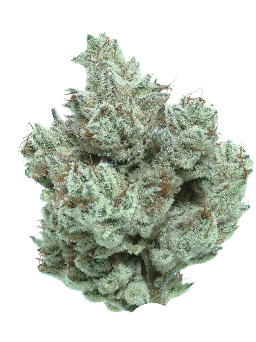 BRIAR BERRIES | HYBRID