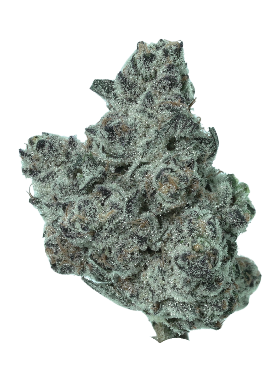 BLACK VELVET | INDICA