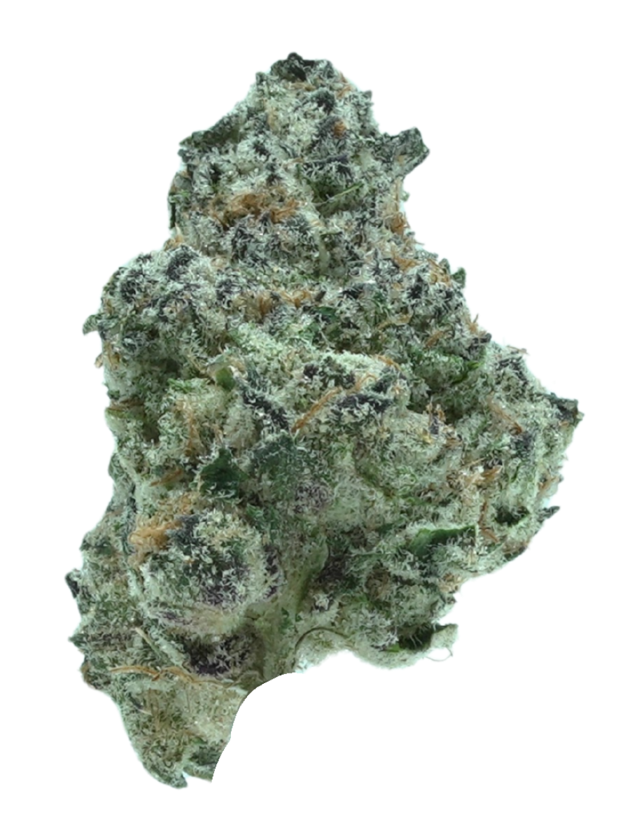 PERMANENT CHIMERA | INDICA