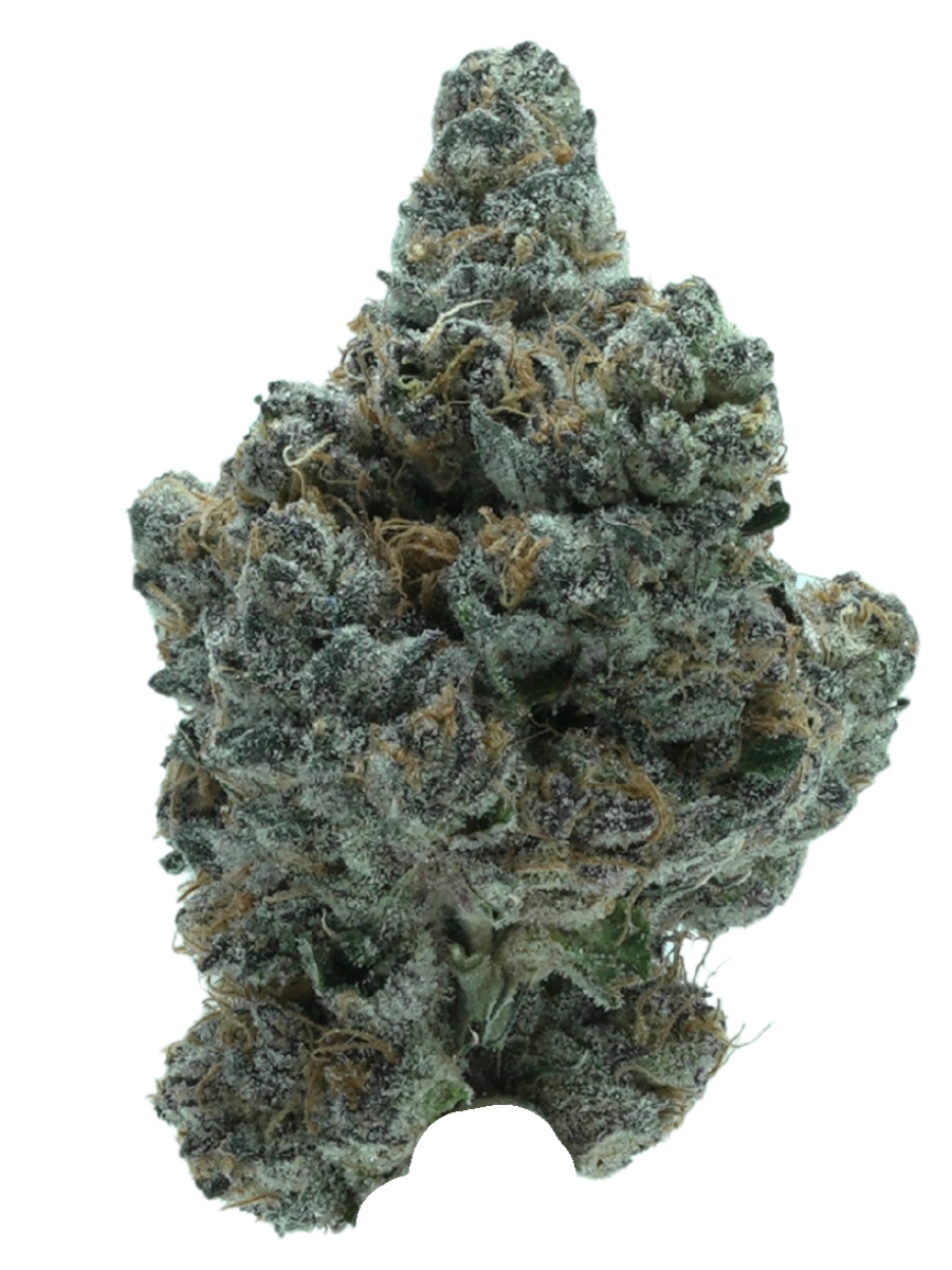 KUSH MINTZ | HYBRID