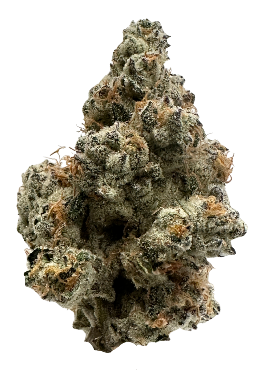 BLACK MAPLE