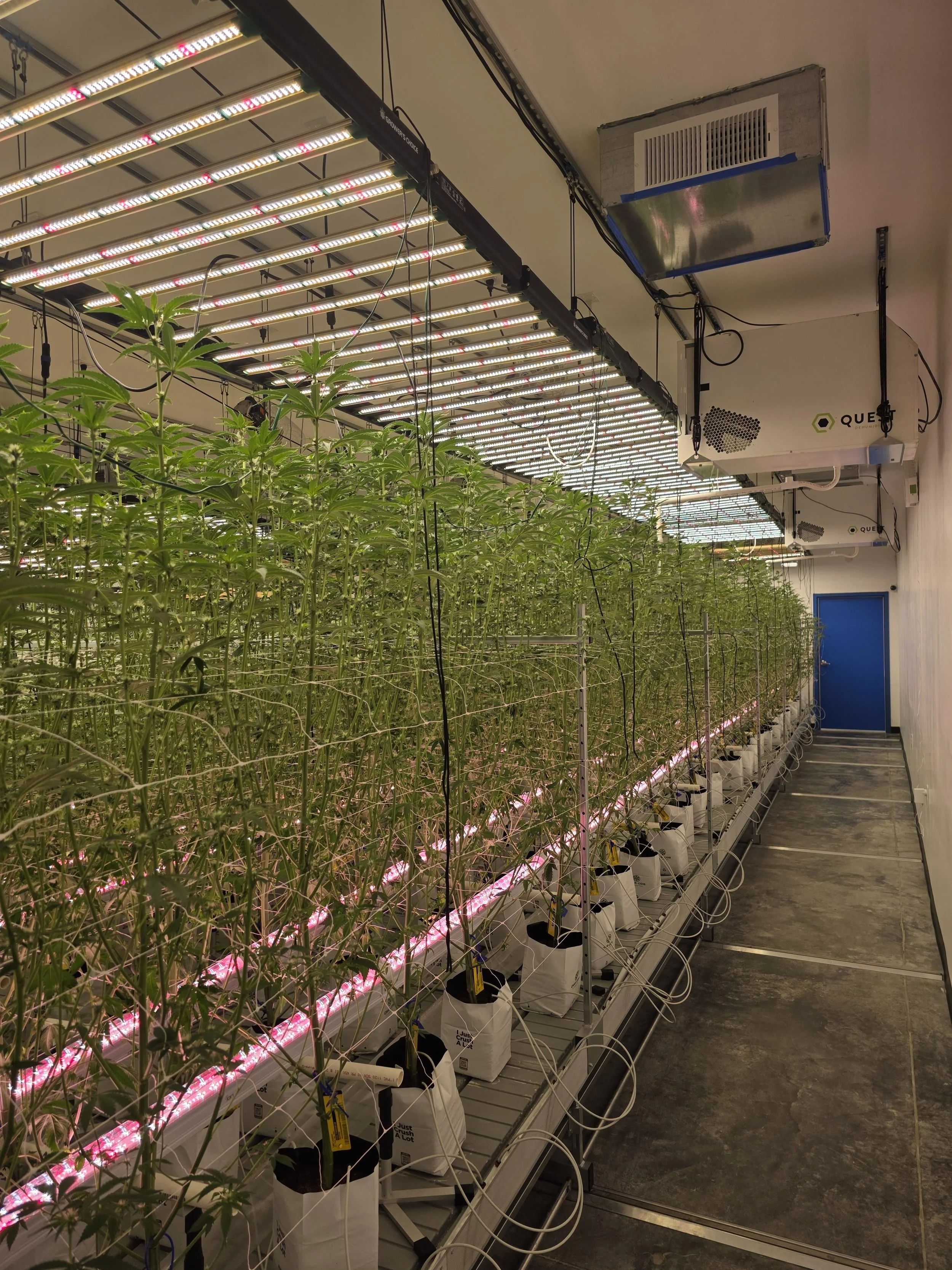 Rows of craft cannabis plants growing under LED lights in the Blügrass indoor cultivation facility in Nicholasville, Kentucky