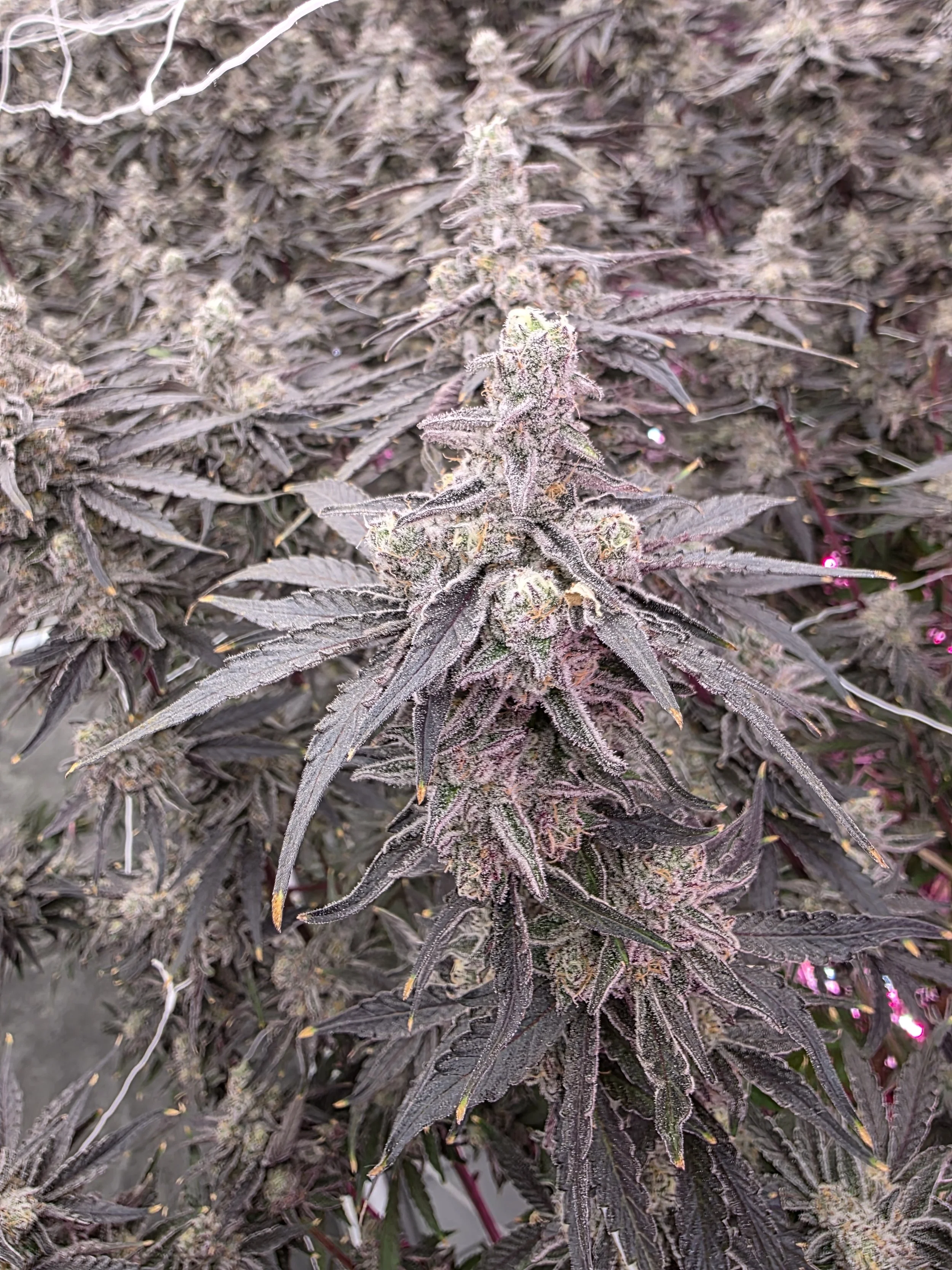 Close-up of a trichome-covered craft cannabis flower in bloom at the Blügrass grow facility in Nicholasville, Kentucky