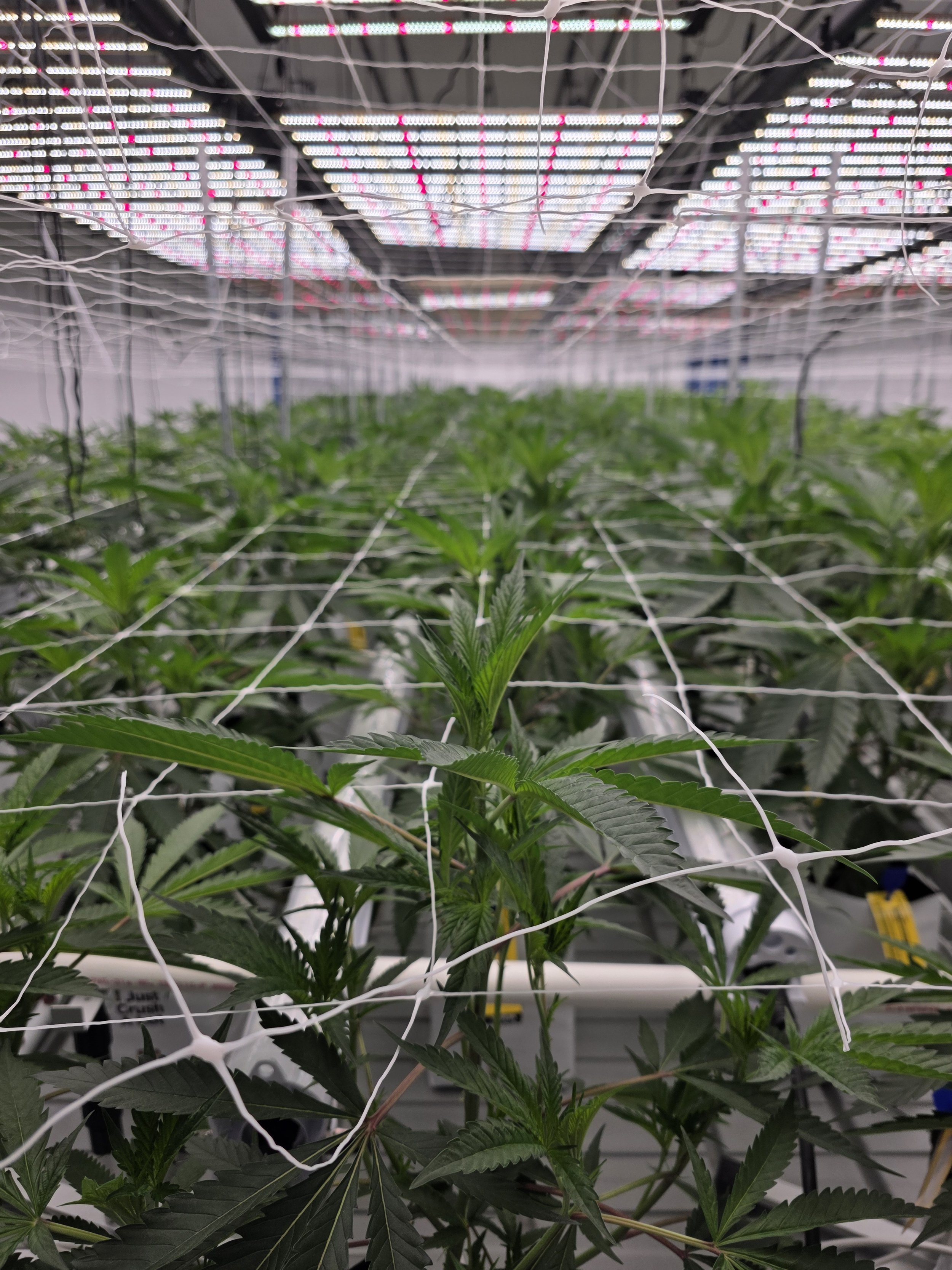 Indoor cannabis cultivation facility at Blügrass in Nicholasville, Kentucky, showing craft-grown plants under LED grow lights