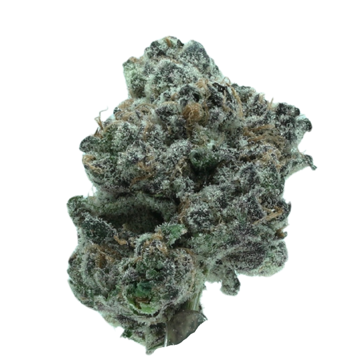 Zello hybrid cannabis flower, small-batch craft grown by Blügrass in Nicholasville, Kentucky