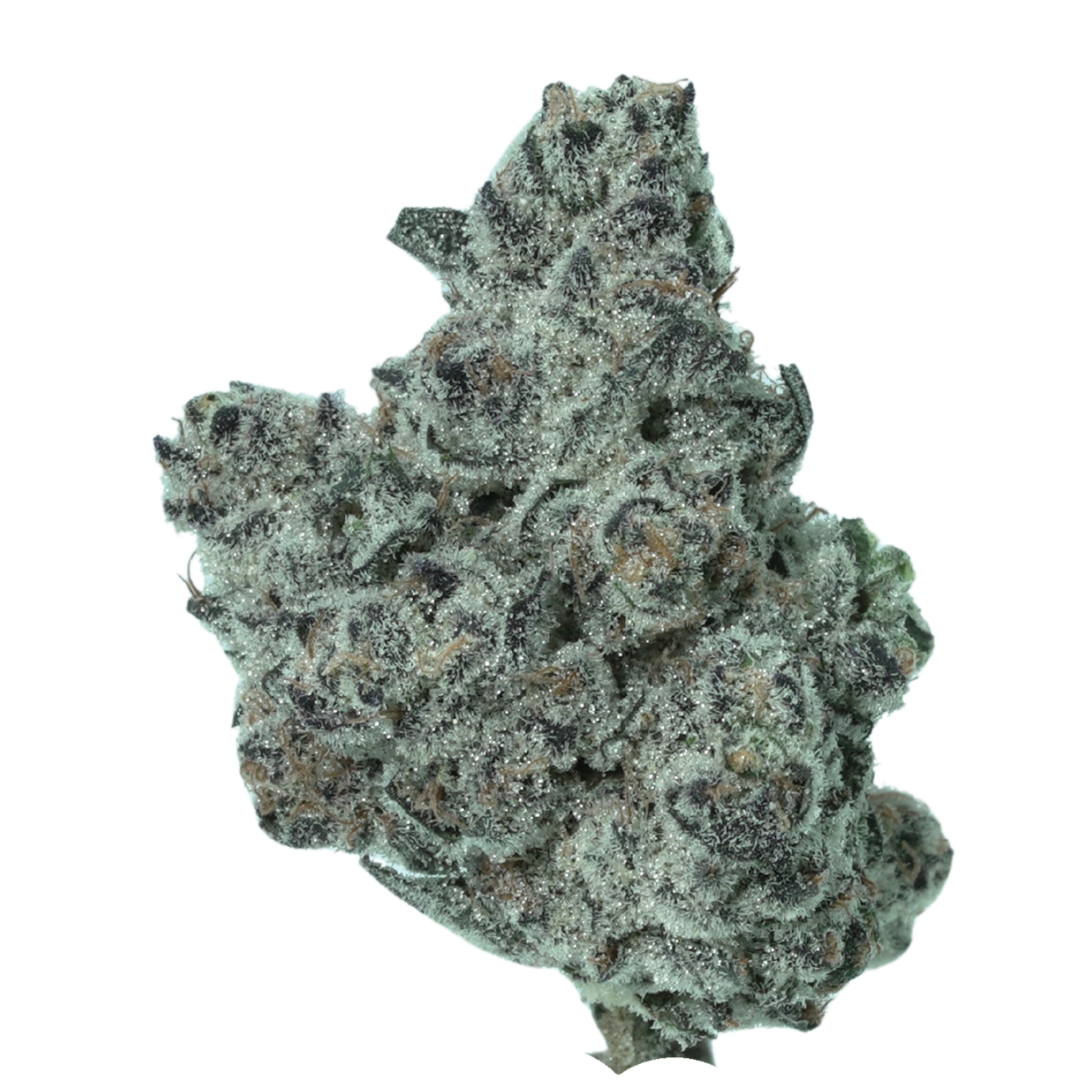 Black Velvet indica cannabis flower, small-batch craft grown by Blugrass in Nicholasville, Kentucky