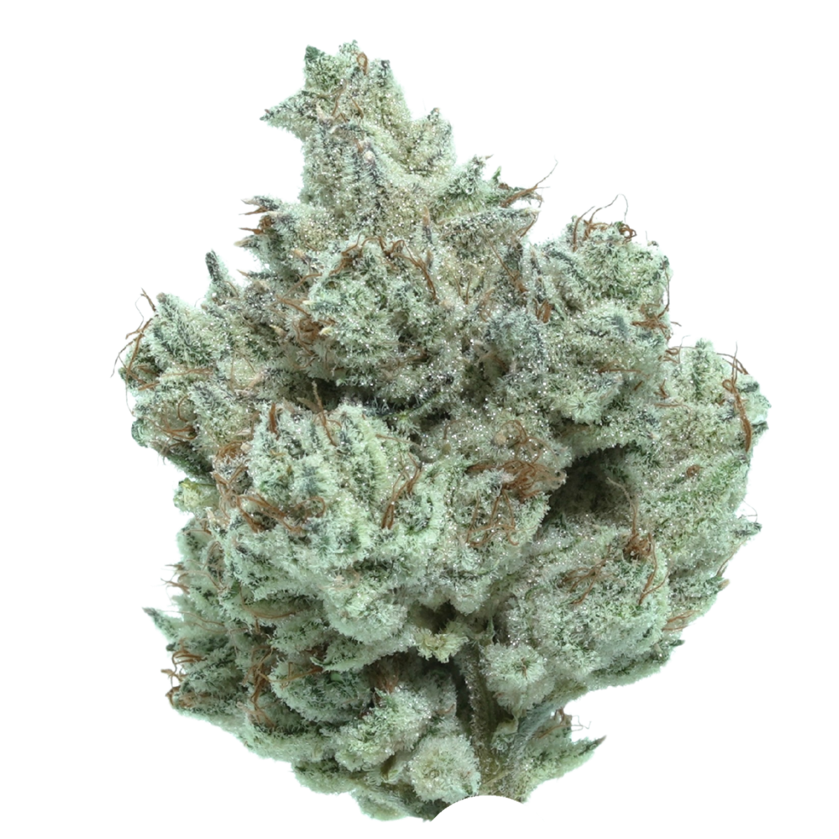 Briar Berries hybrid cannabis flower, small-batch craft grown by Blügrass in Nicholasville, Kentucky