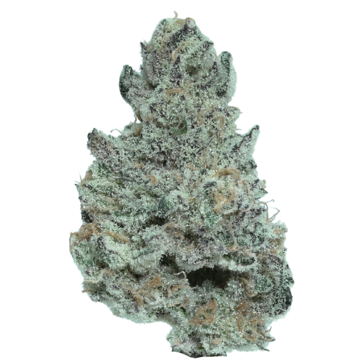 Coolio sativa cannabis flower, small-batch craft grown by Blügrass in Nicholasville, Kentucky