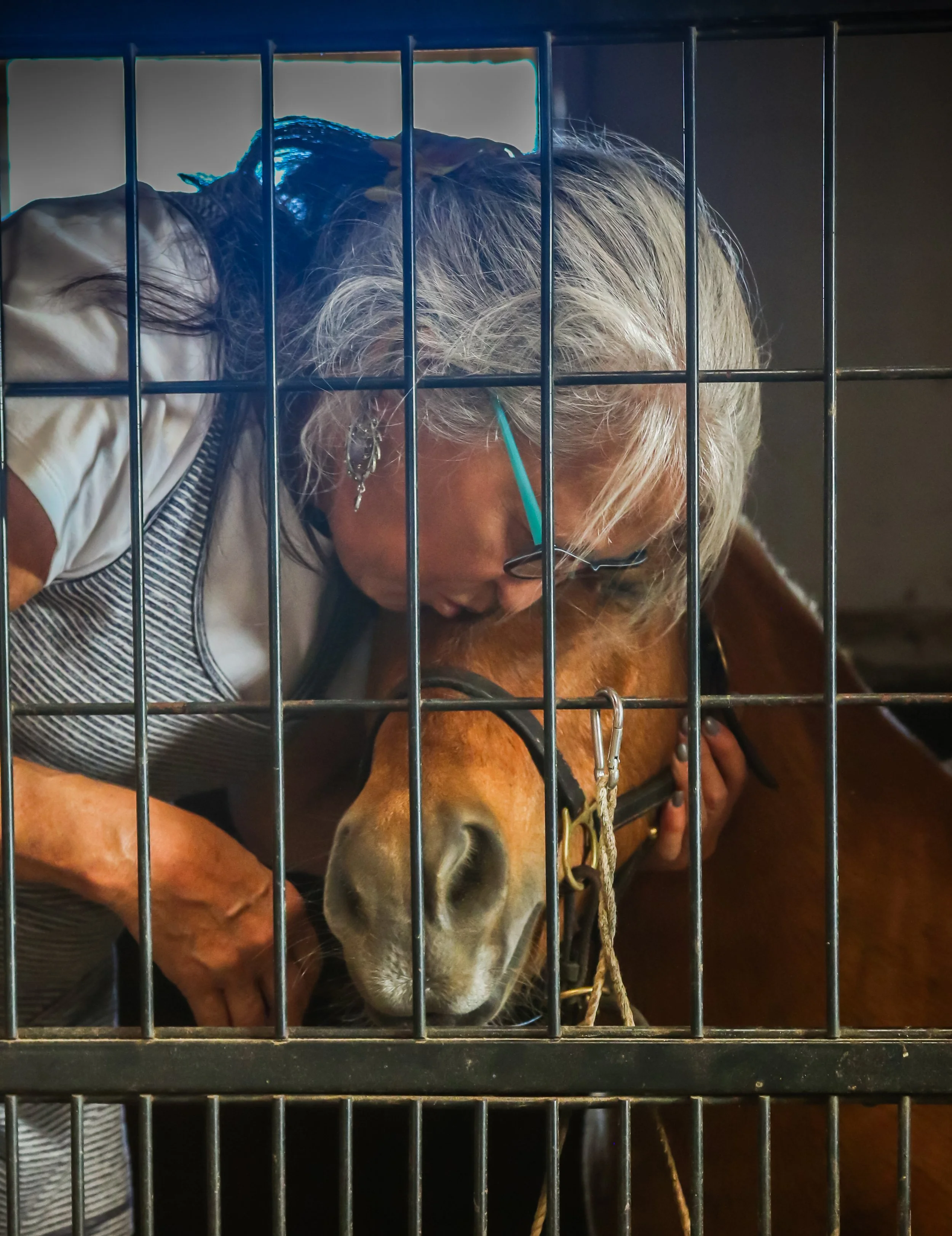 Experienced Horse Transportation Company