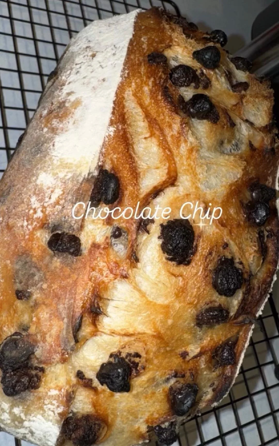 Chocolate Chip