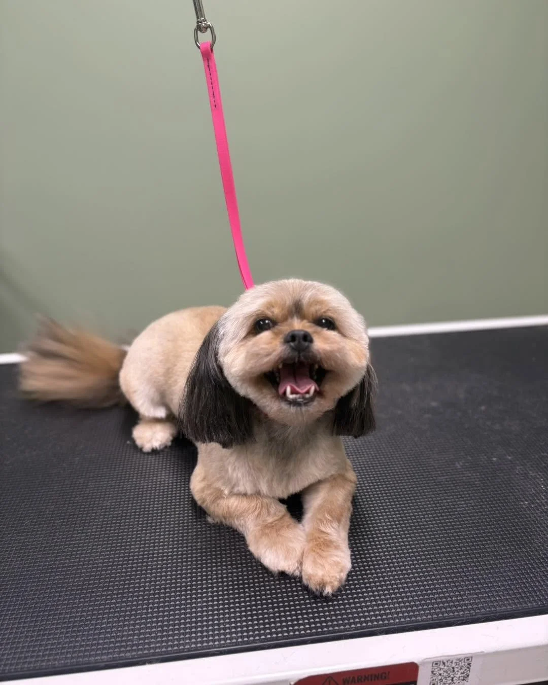 Wookie