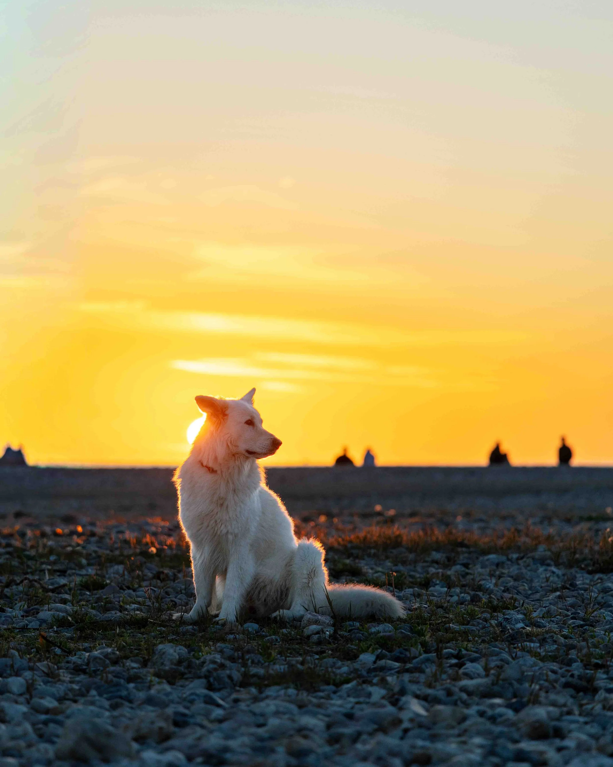 A white dog sitting on rocky ground at sunset with the sun setting behind it and a vibrant orange sky in the background.
