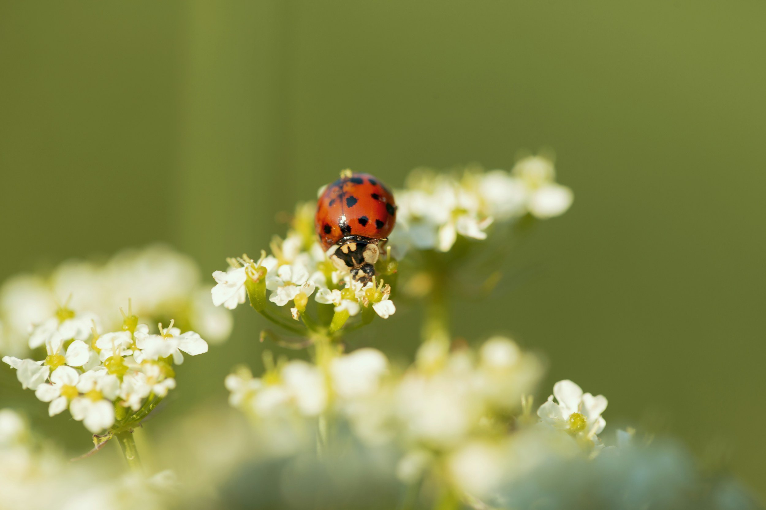 Close-up of a ladybug on a white flower cluster with a green background.