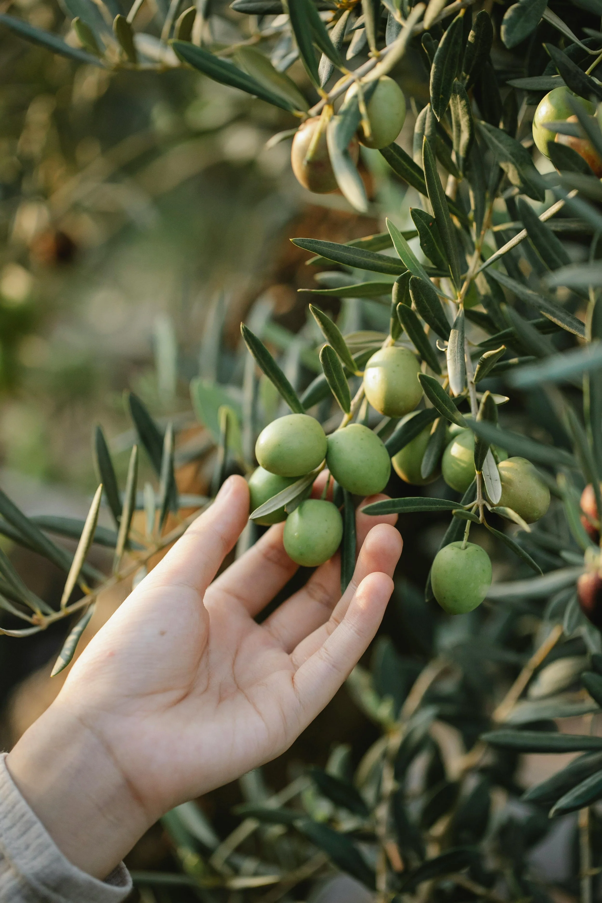 A person's hand touches green olives hanging on an olive tree with green leaves.