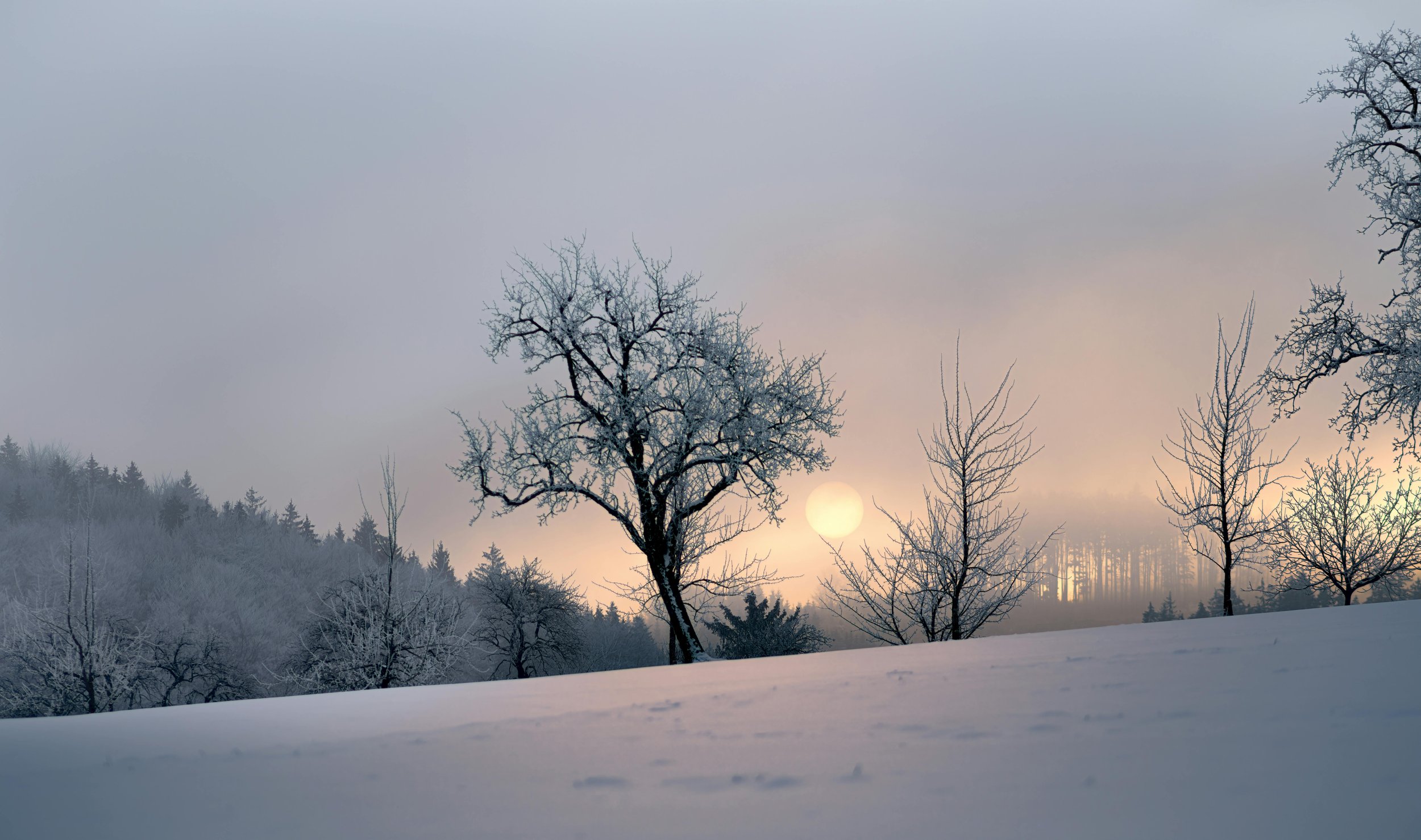 Snow-covered landscape with leafless trees during sunset or sunrise, with misty air and a sky with soft pastel colors.