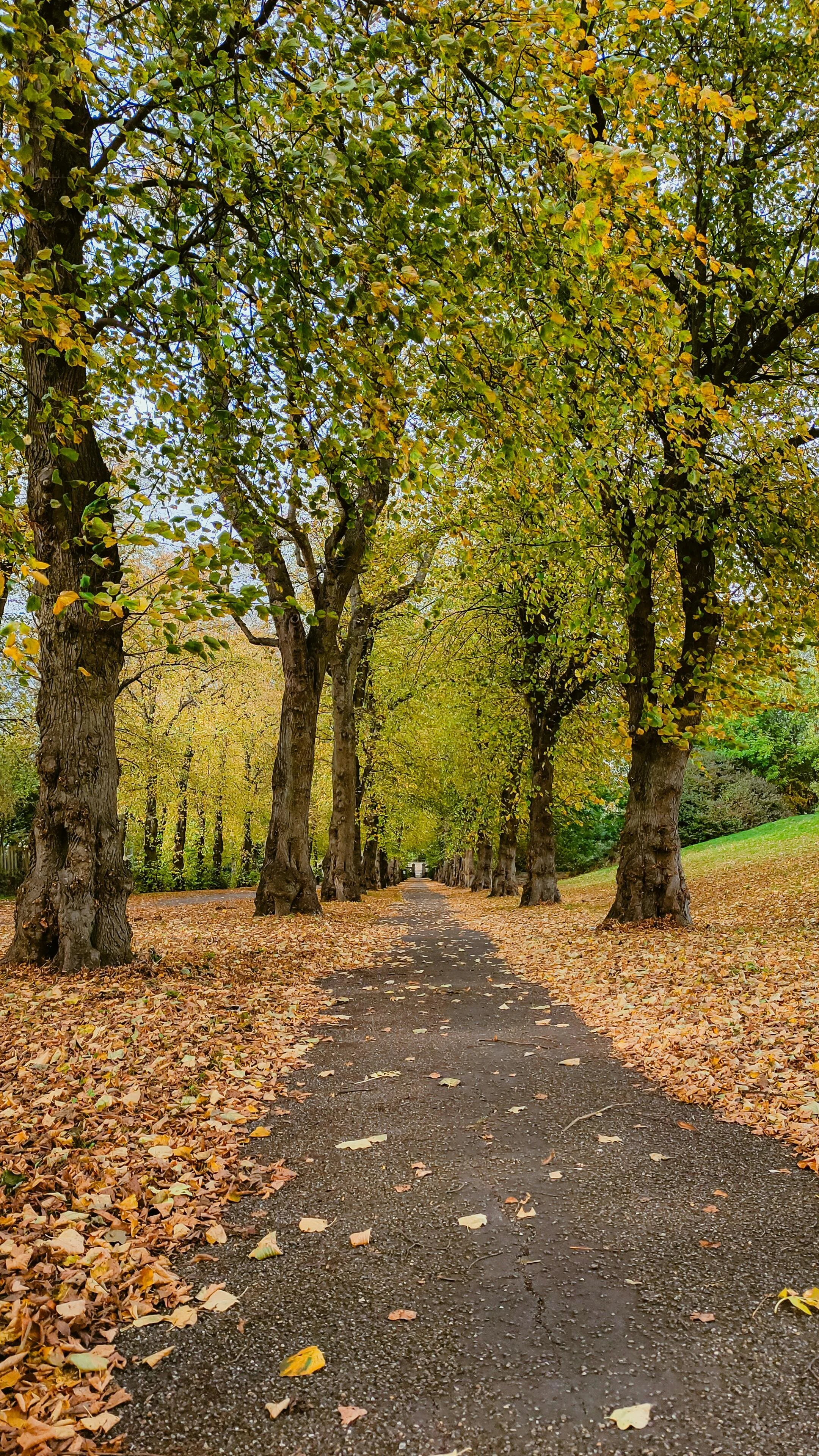 A tree-lined pathway in a park during fall with leaves on the ground and in the trees showing autumn colors.