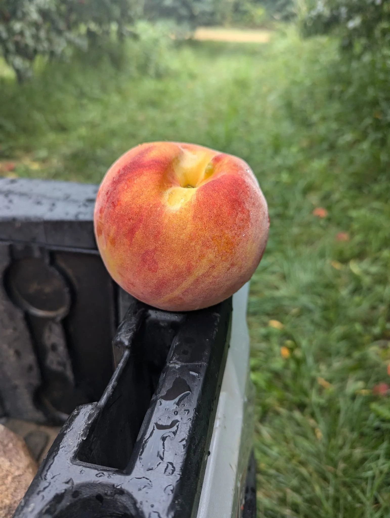peaches_004.jpg