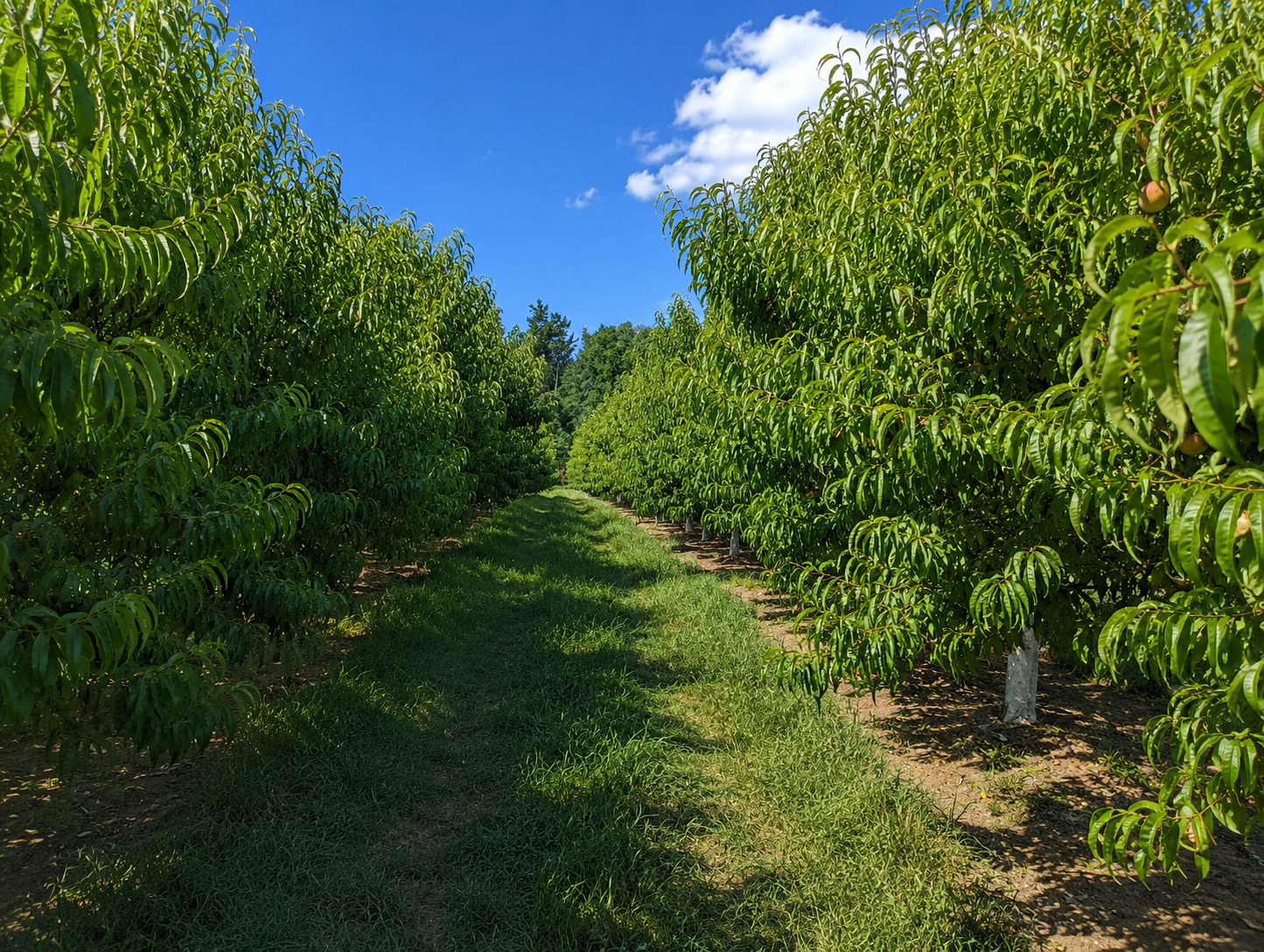 tree_rows_004.png
