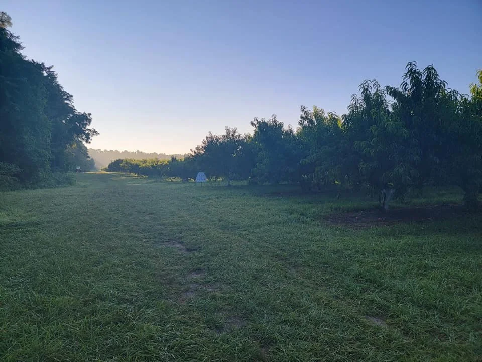 tree_rows_002.jpg