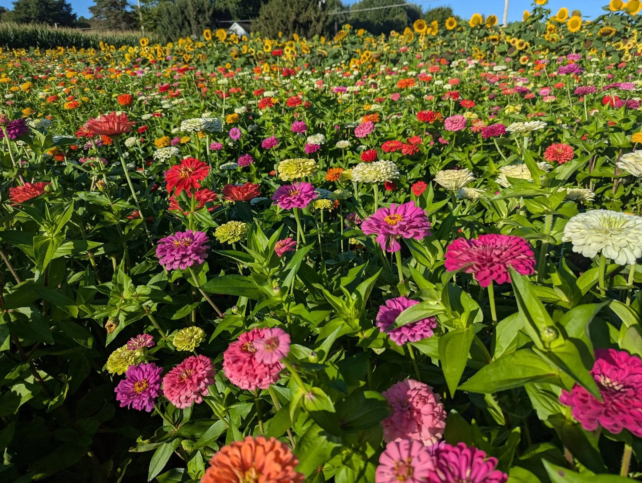 flowers_001.jpg