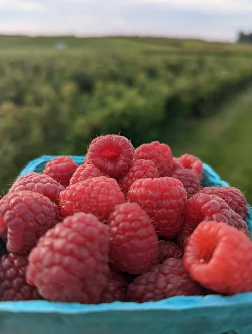 Old Season Raspberry Sweeting Orchards