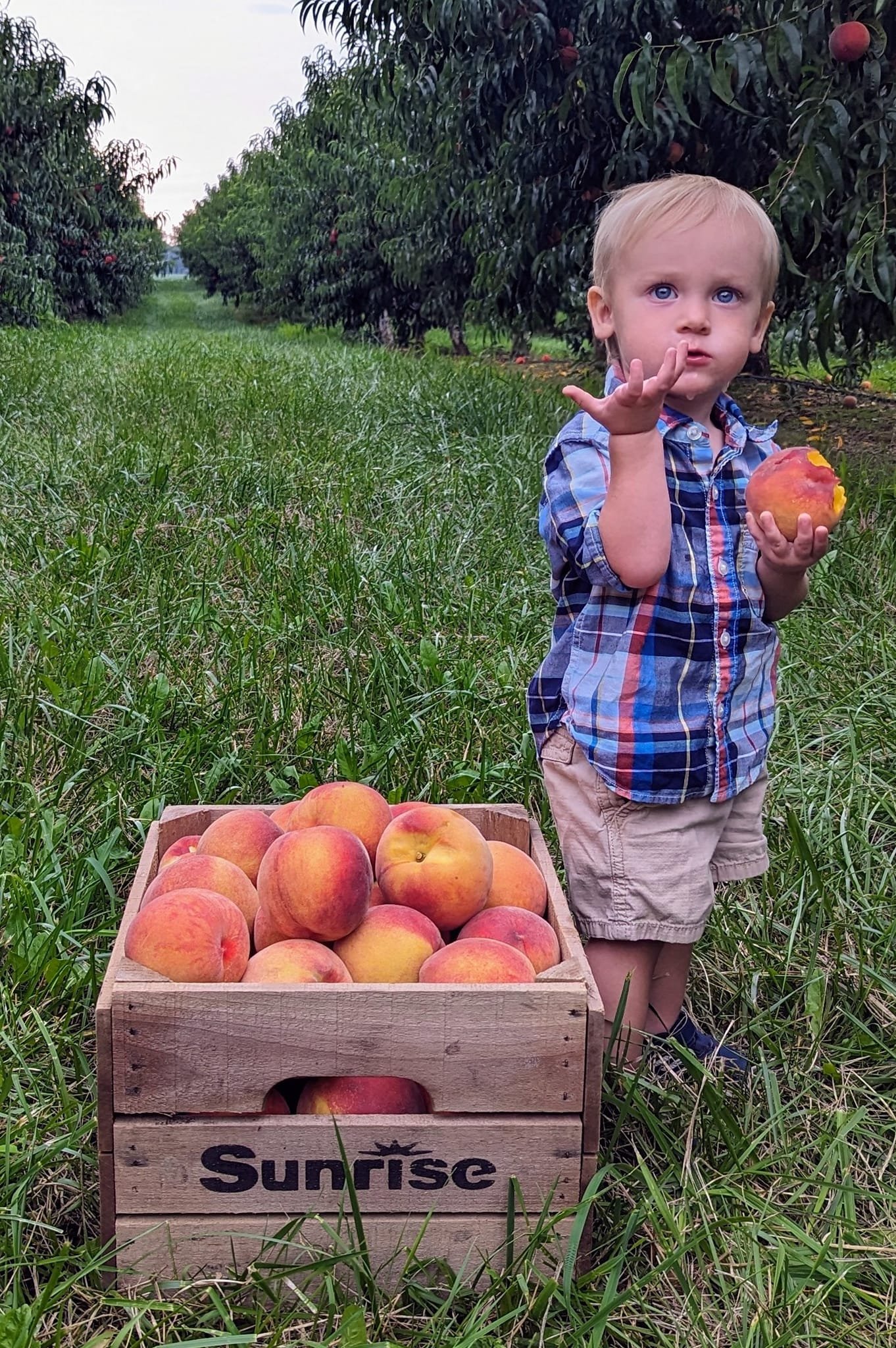 child_with_peaches_002.jpg