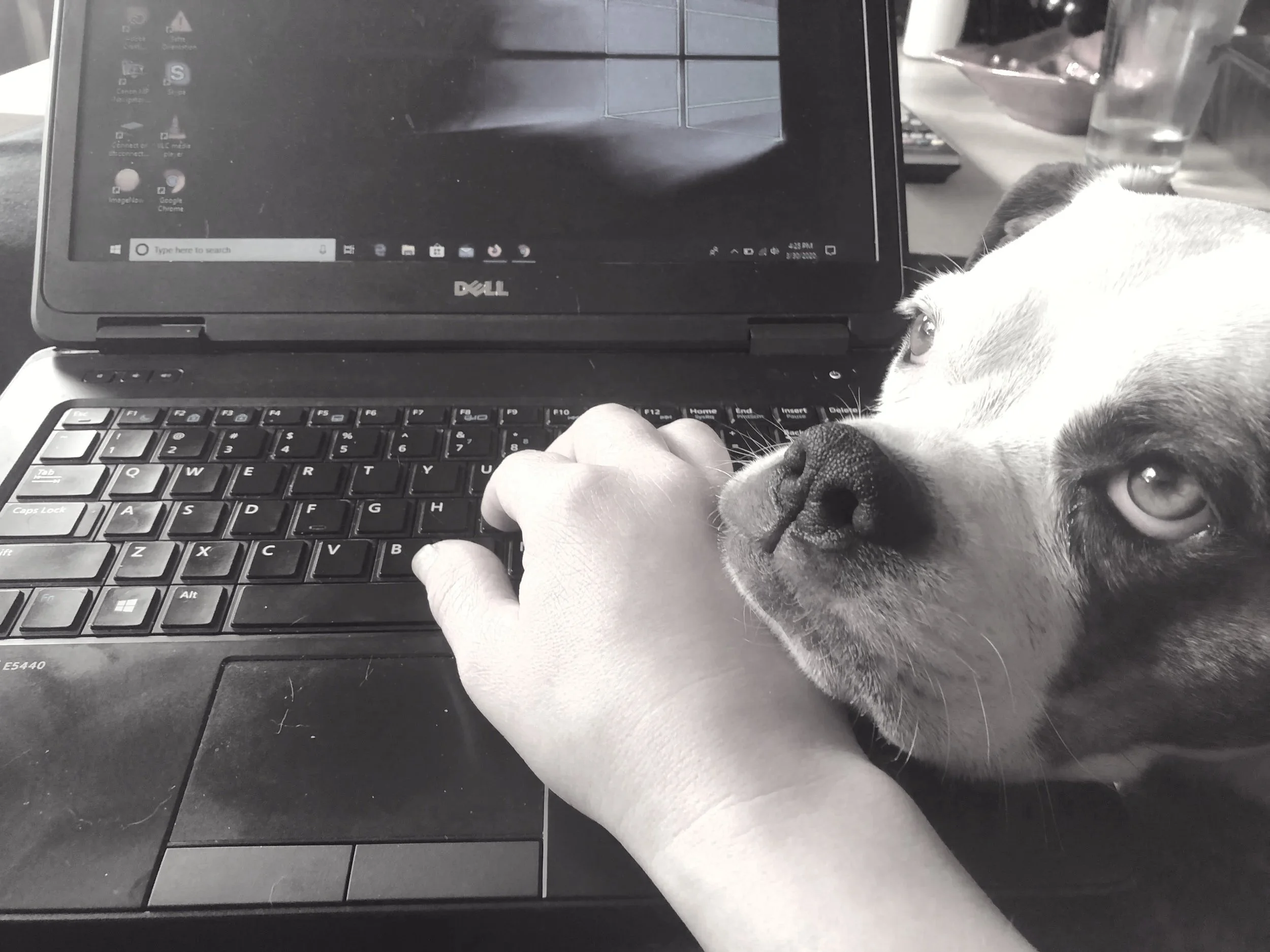 Black and white photo of Aenghus's dog, Stella, resting their head on Aenghus's hand while they attempt to type on a laptop.
