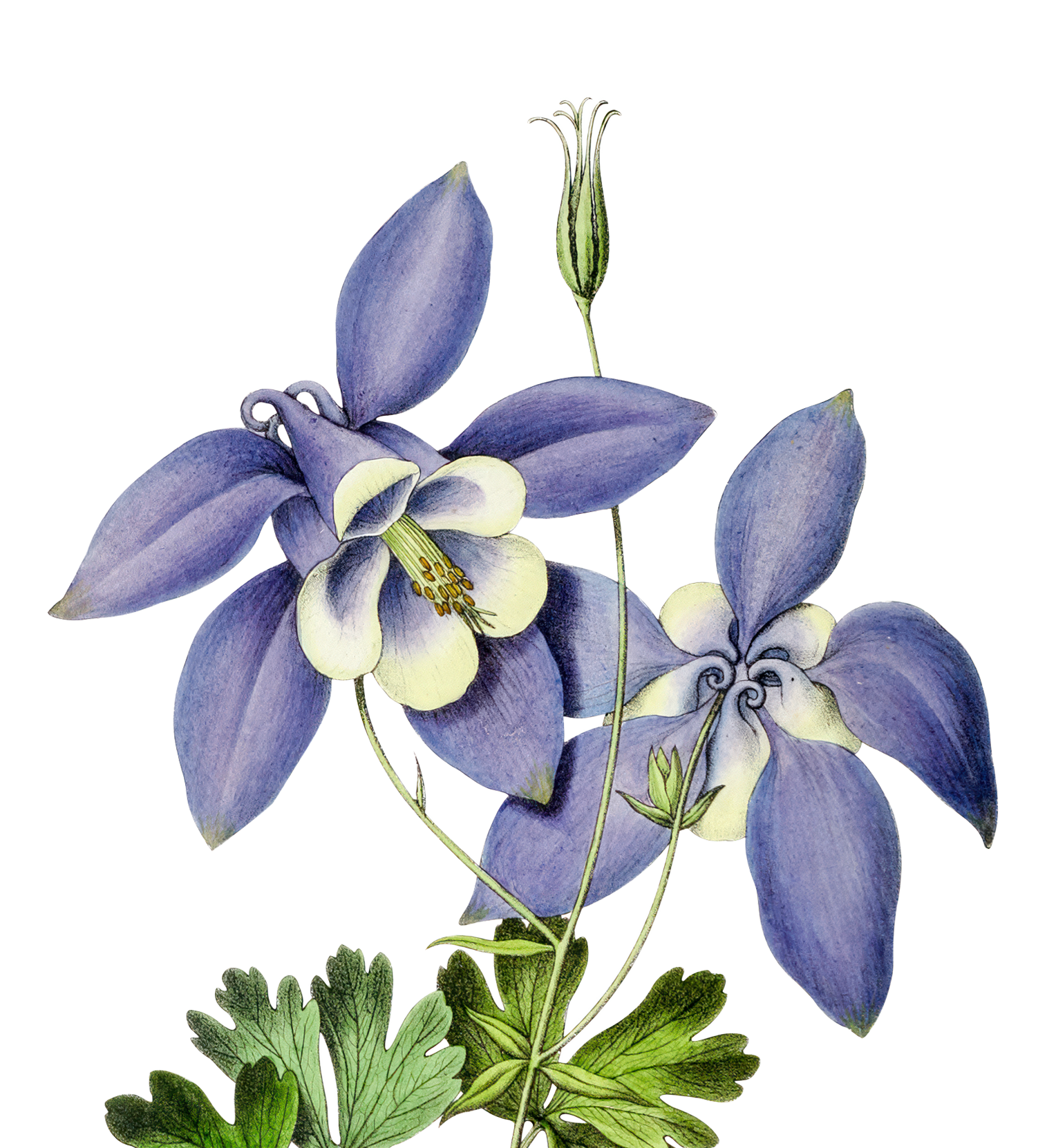 Colorful botanical illustration of a blue and white flower with green leaves.