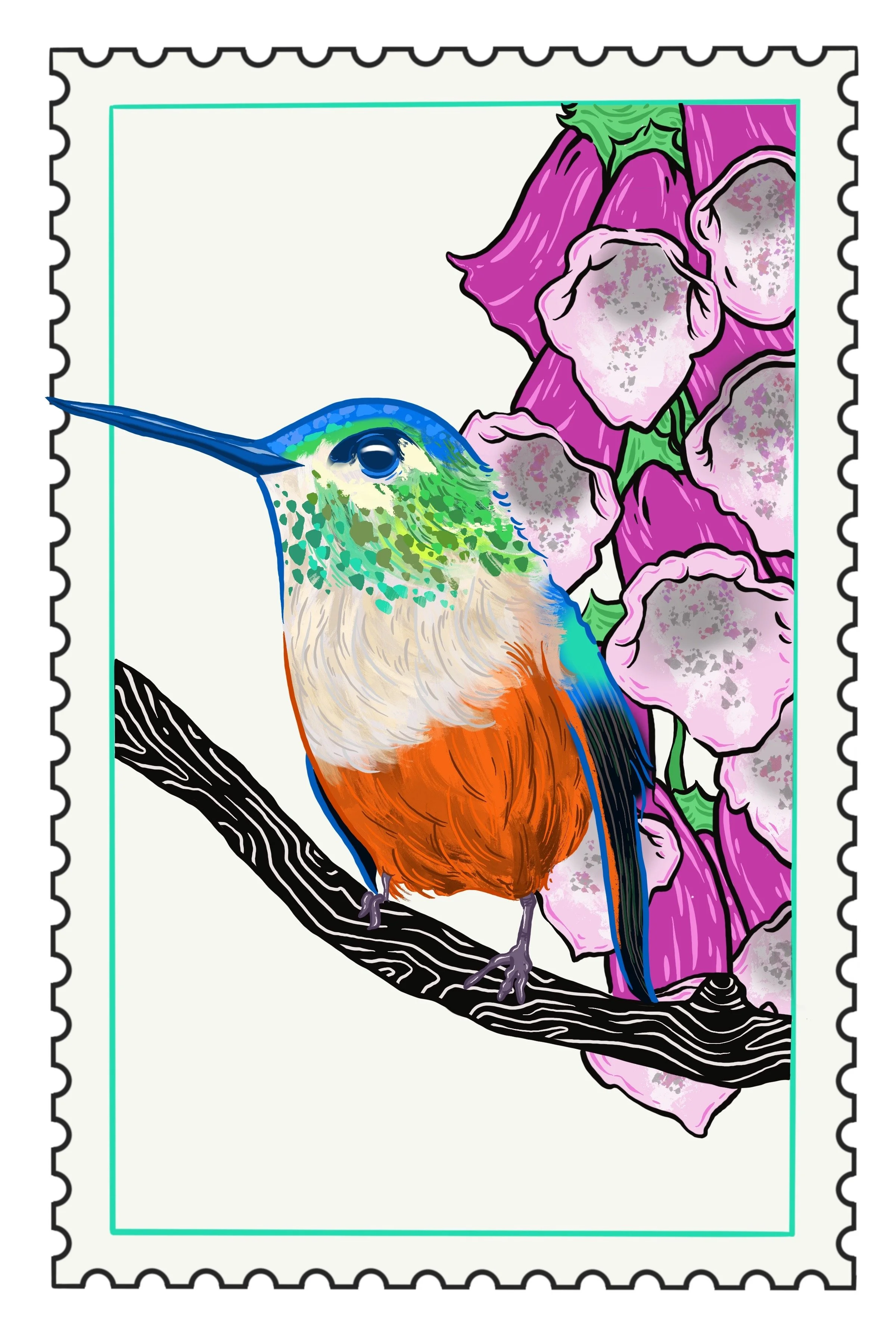 Colored illustration of a hummingbird sitting on a black branch near purple foxglove flowers with green leaves.