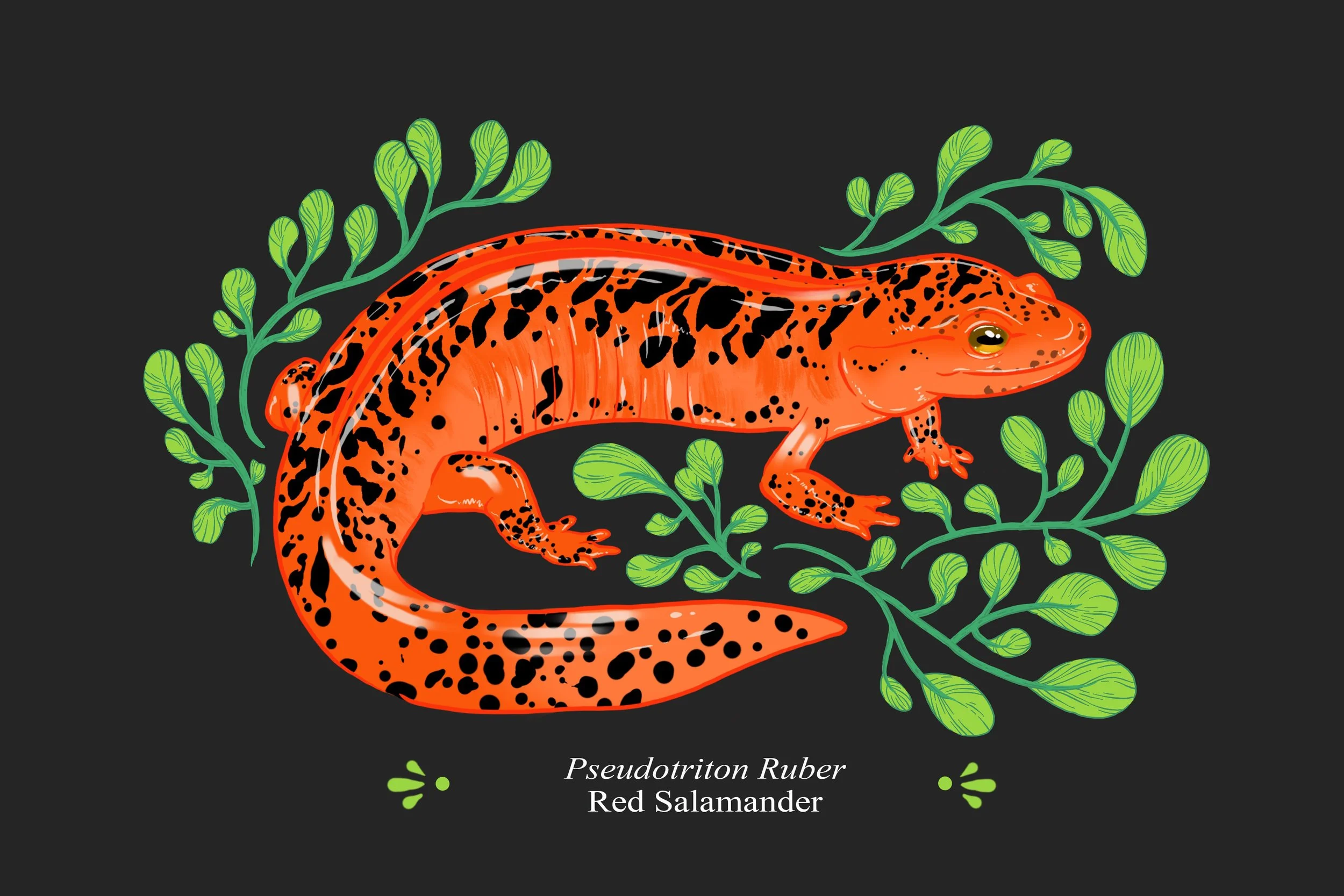 Illustration of a red salamander with black spots on a black background, surrounded by green foliage, with text reading "Pseudotriton Ruber Red Salamander."