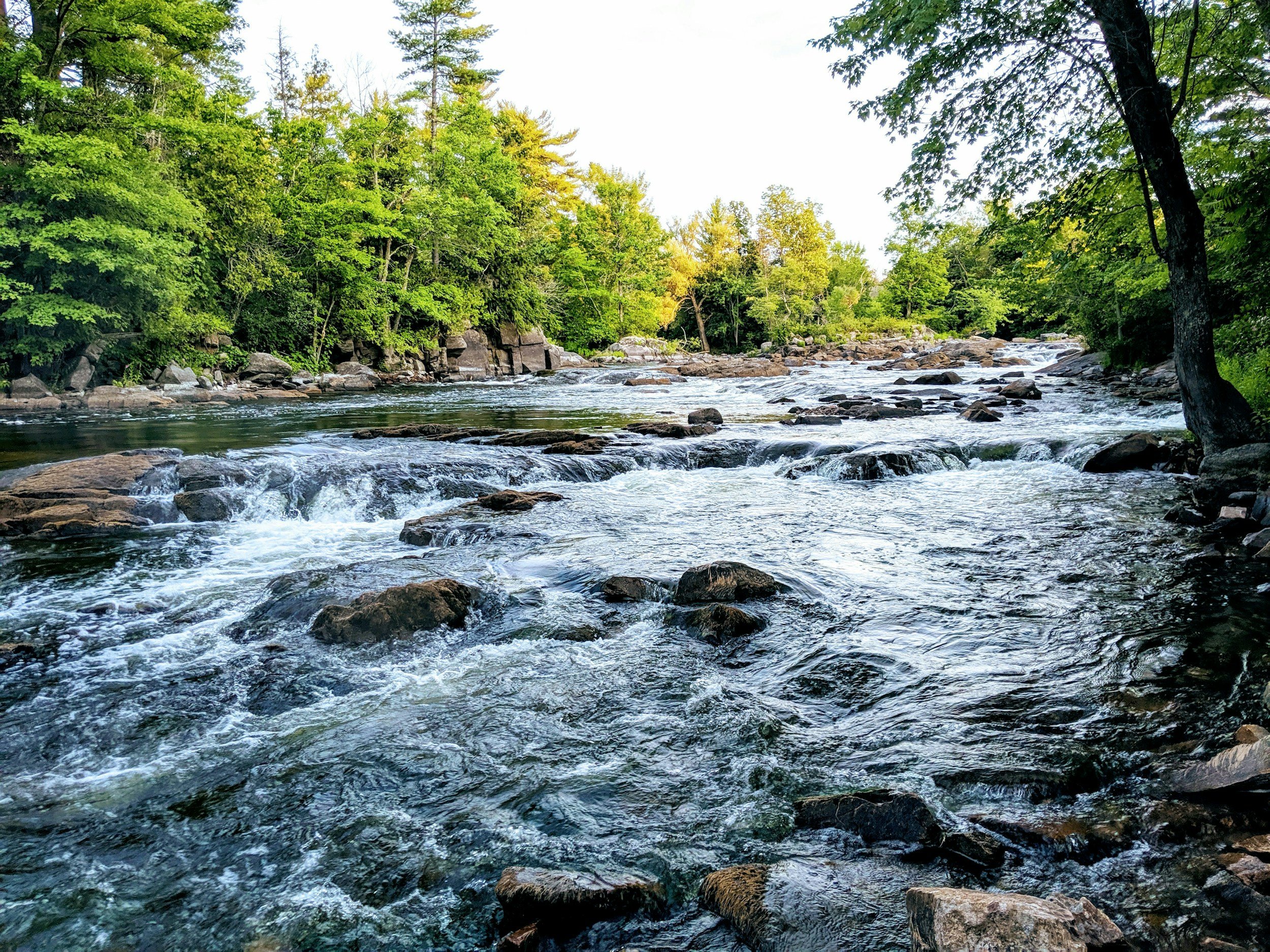 A flowing river with rocks and boulders, surrounded by dense green trees in a forest.