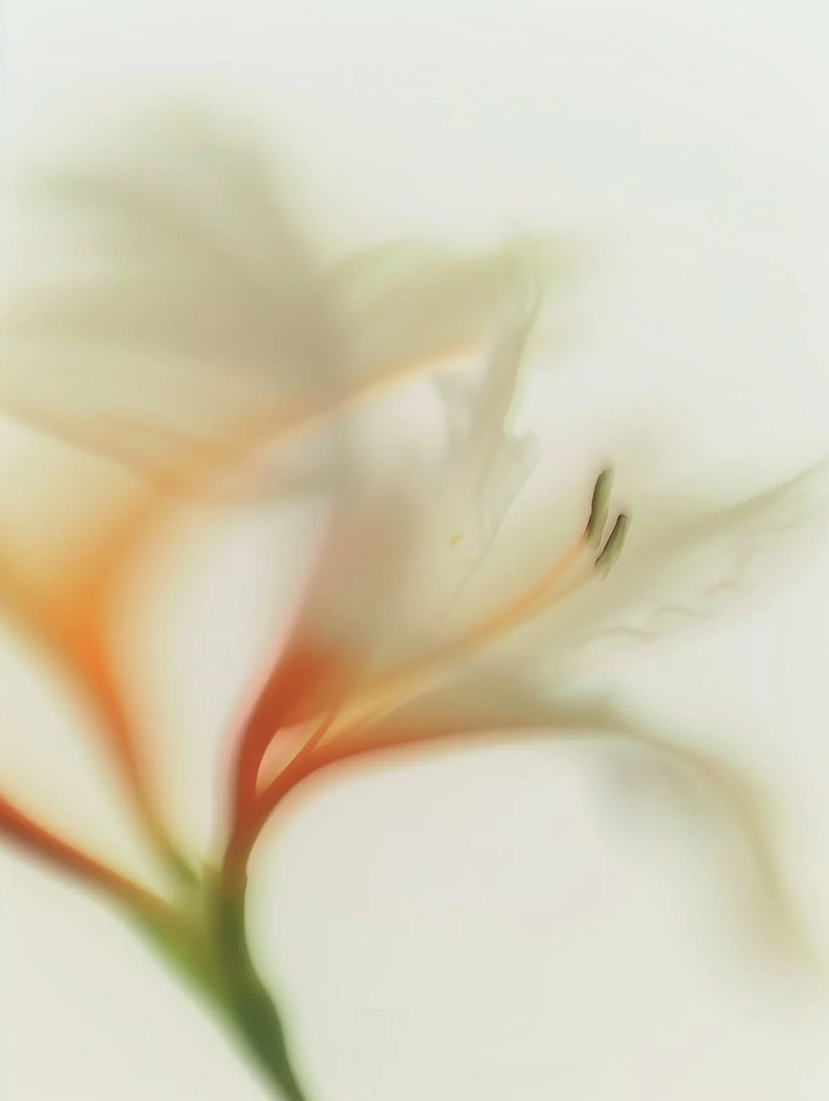 Close-up of a soft, pale-colored flower with delicate petals and thin stamens.