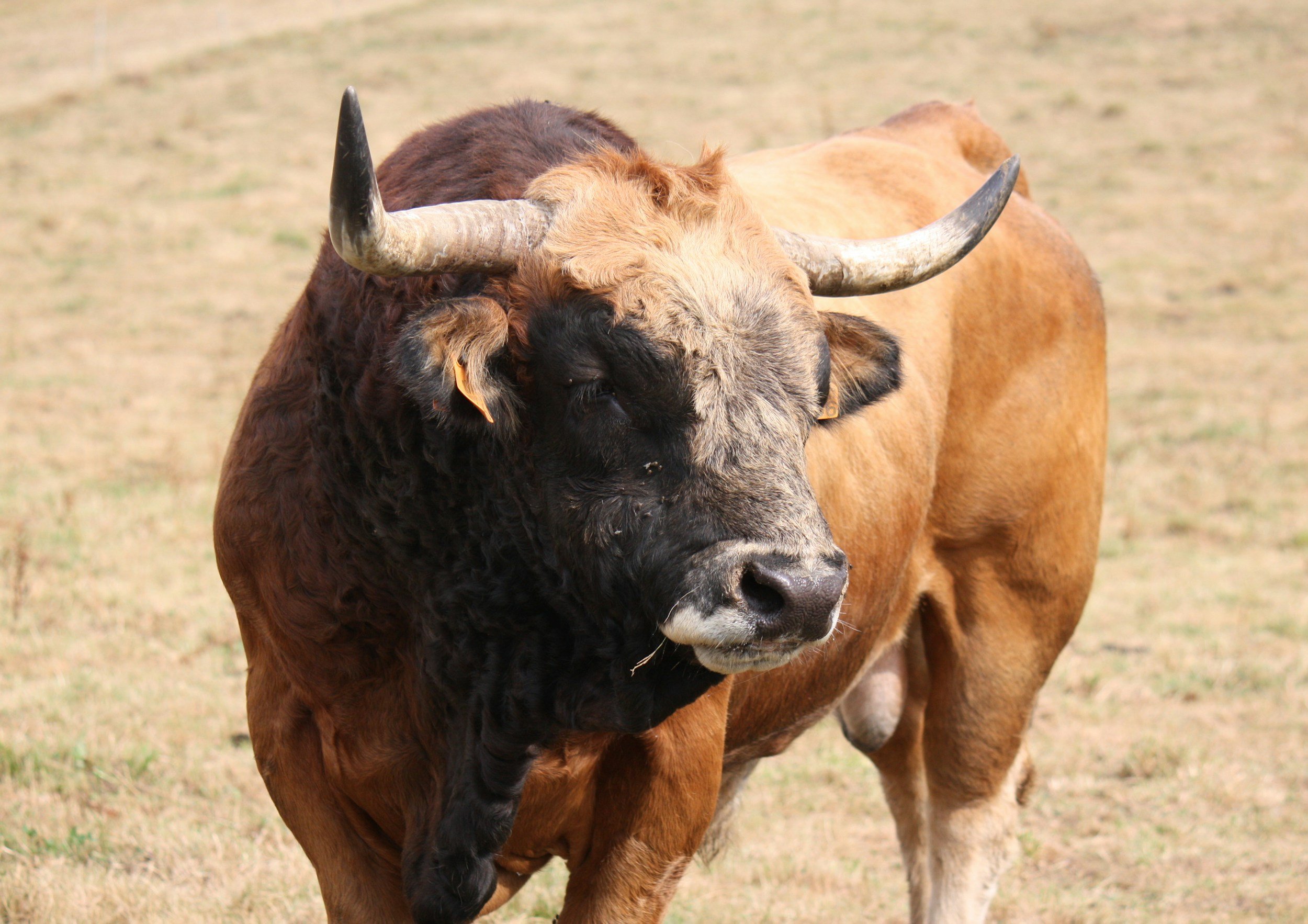 Bull mortality insurance near me