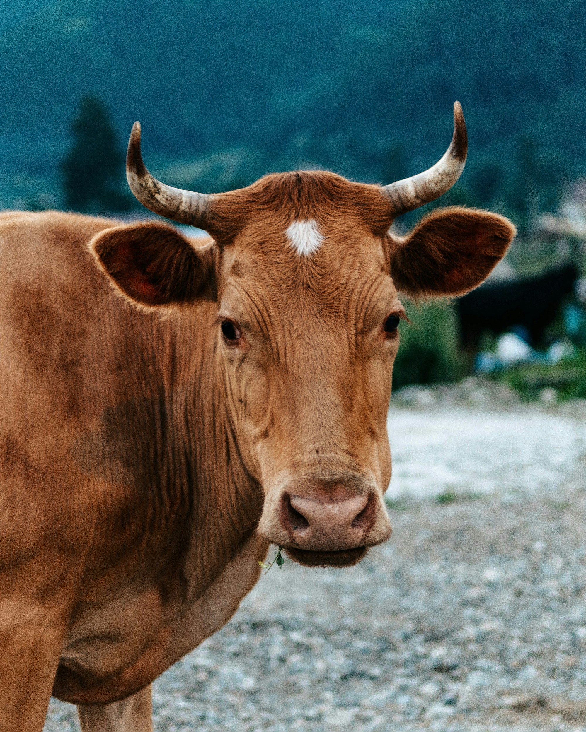 Donor cattle mortality insurance