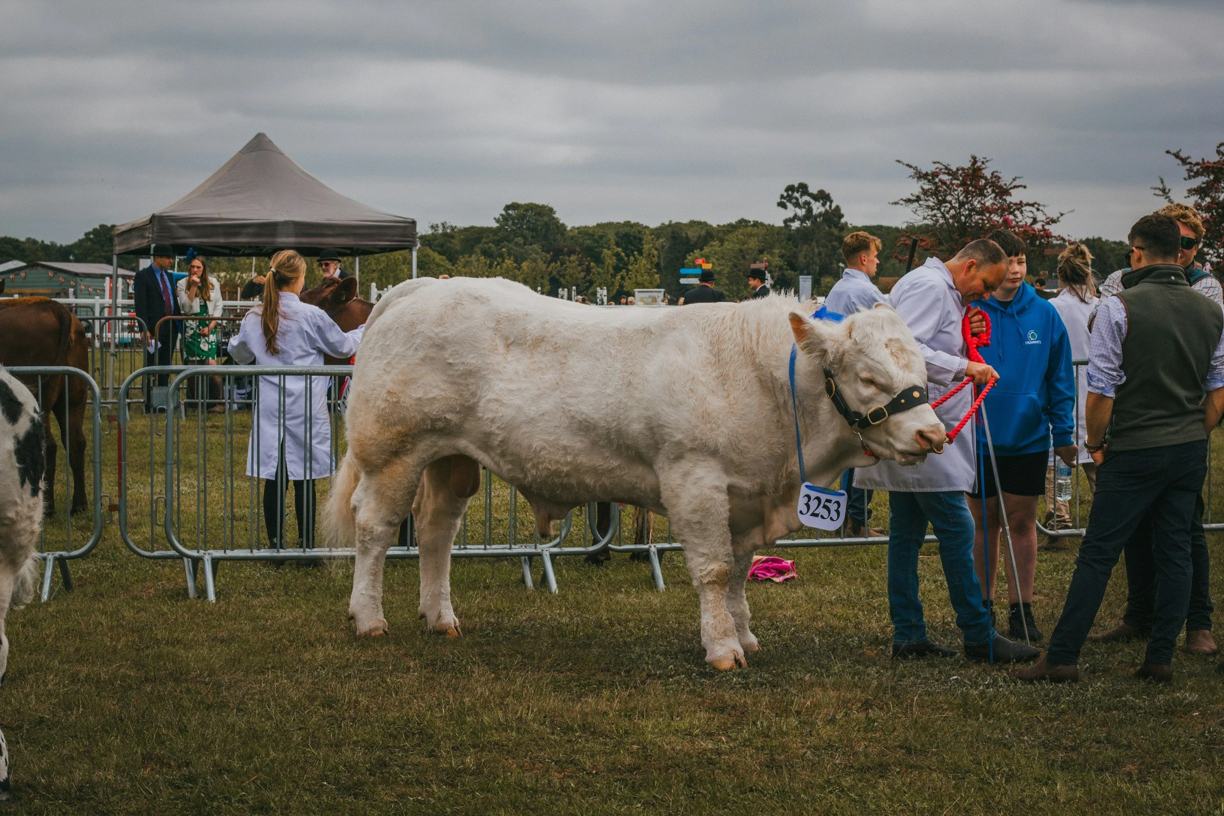 Show cattle mortality insurance