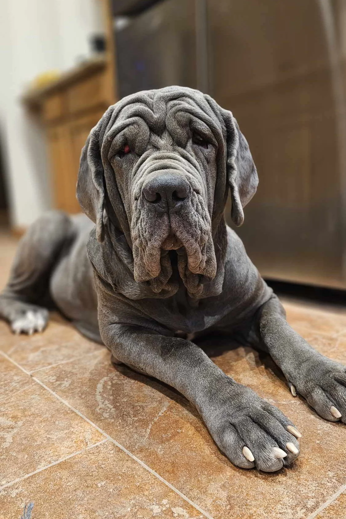 A large, gray, wrinkled dog with droopy eyes lying on a tiled floor indoors.