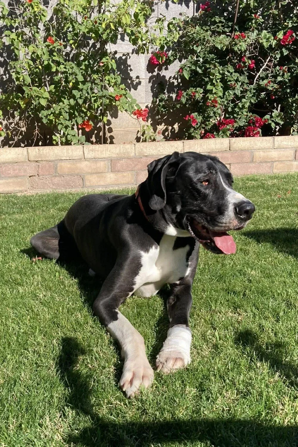 A black and white dog lying on green grass with a brick wall and pink flowering bushes in the background.