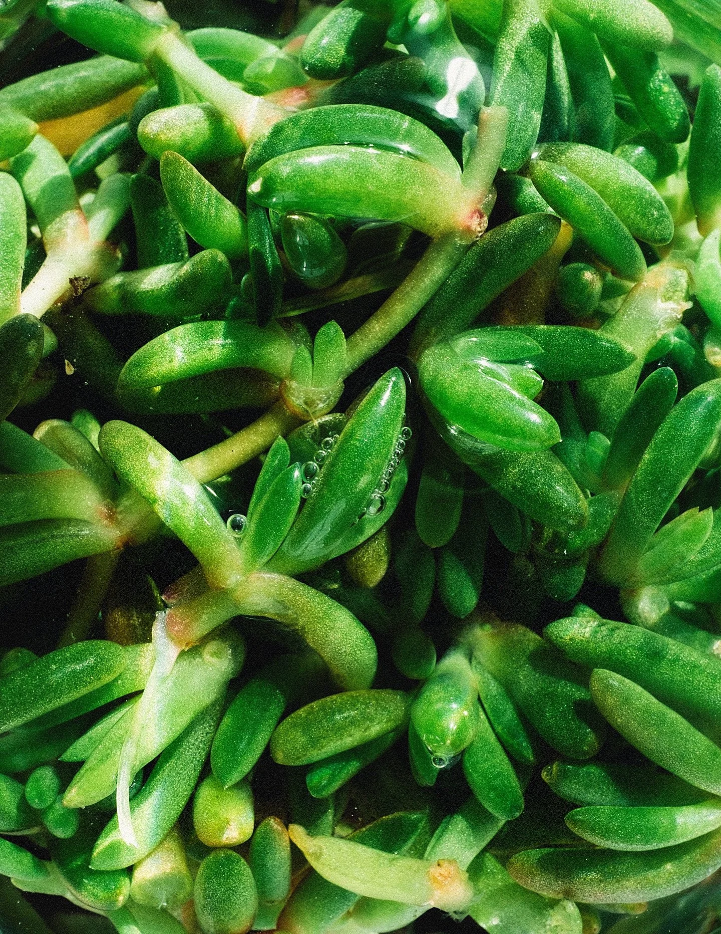 fff x @patio______ ingredient tests for the upcoming SPRING menu 

salty fingers from the East Sussex coast 

orangequats and Tavares limequats for our aquavit highball 

burnt Palestinian lemons 

Scott&rsquo;s pine going into a tincture 

photos ::