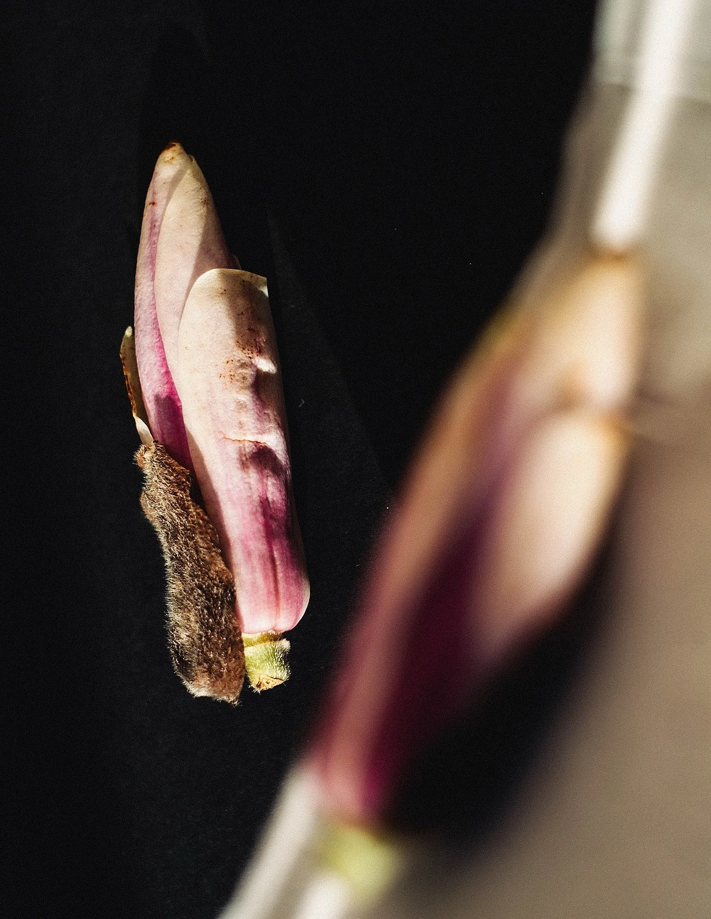 fff is developing the new cocktail menu for Brighton-based bar and chef residency restaurant @patio______ 

we&rsquo;re sharing our drink design process as a series before launching this Spring &hellip; ingredient tests we&rsquo;re excited about and 