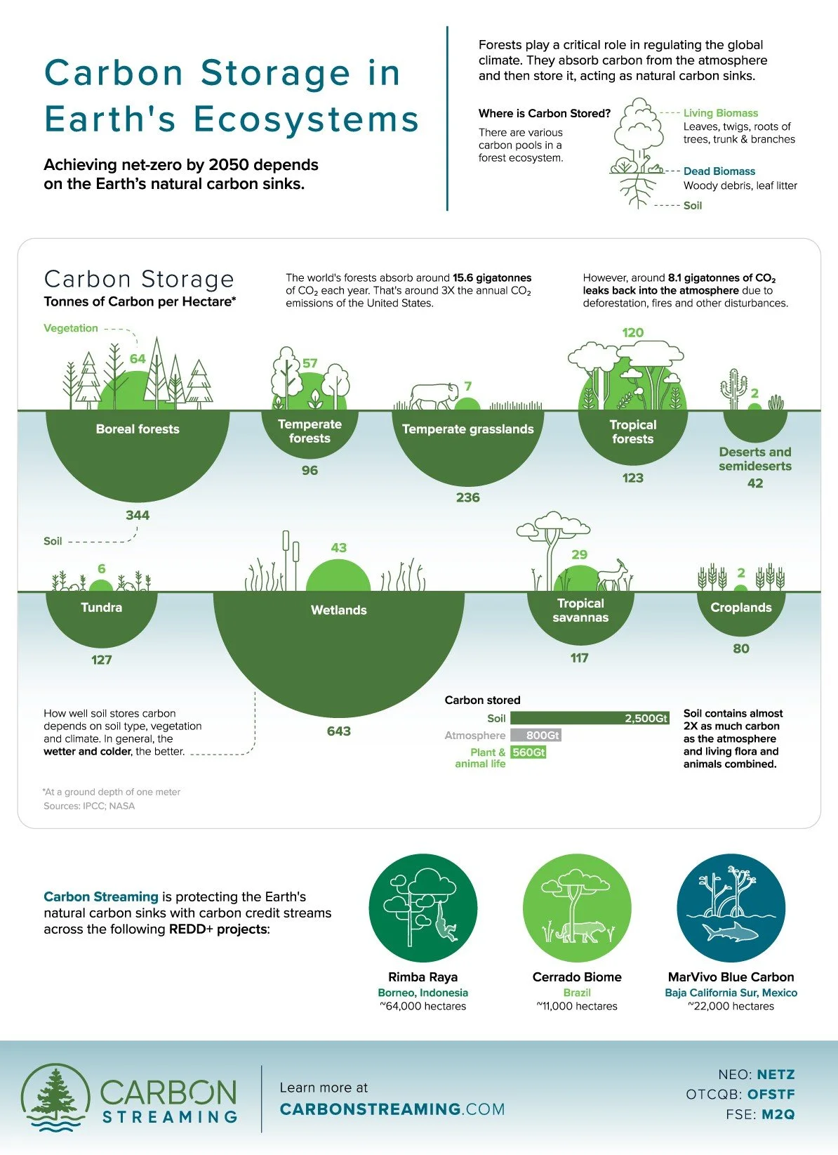 Carbon-Sequestration-Of-A-Tree-outlined.jpg
