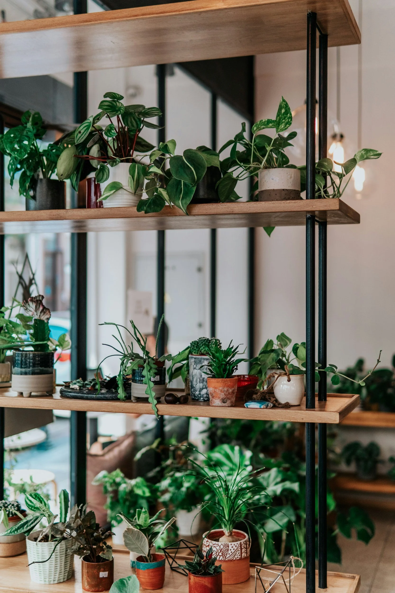 A wooden and metal shelf displaying various potted houseplants of different sizes, shapes, and colors in an indoor setting.