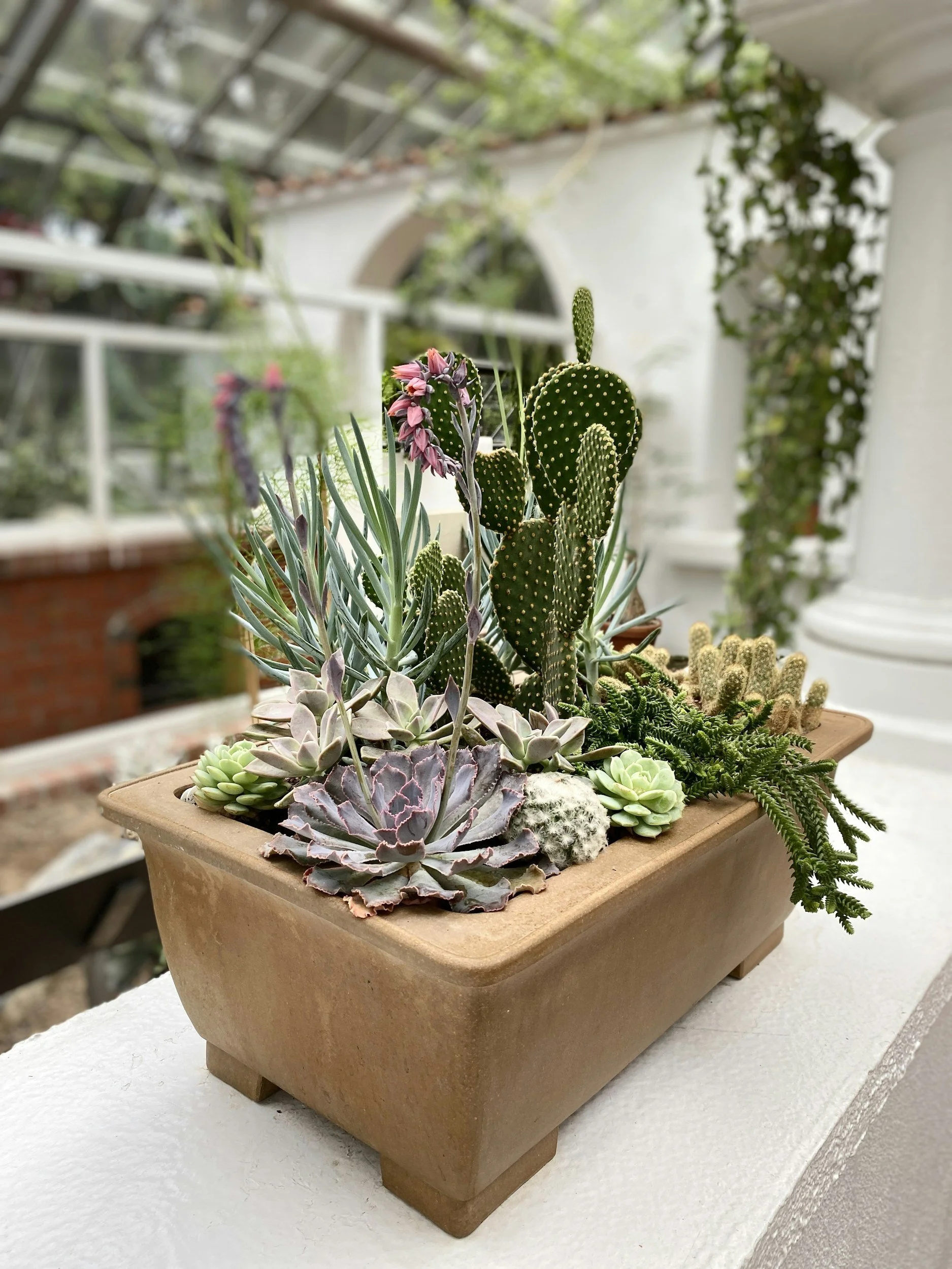 A rectangular terracotta planter filled with various succulents and cacti, placed on a white surface with a greenhouse and greenery in the background.
