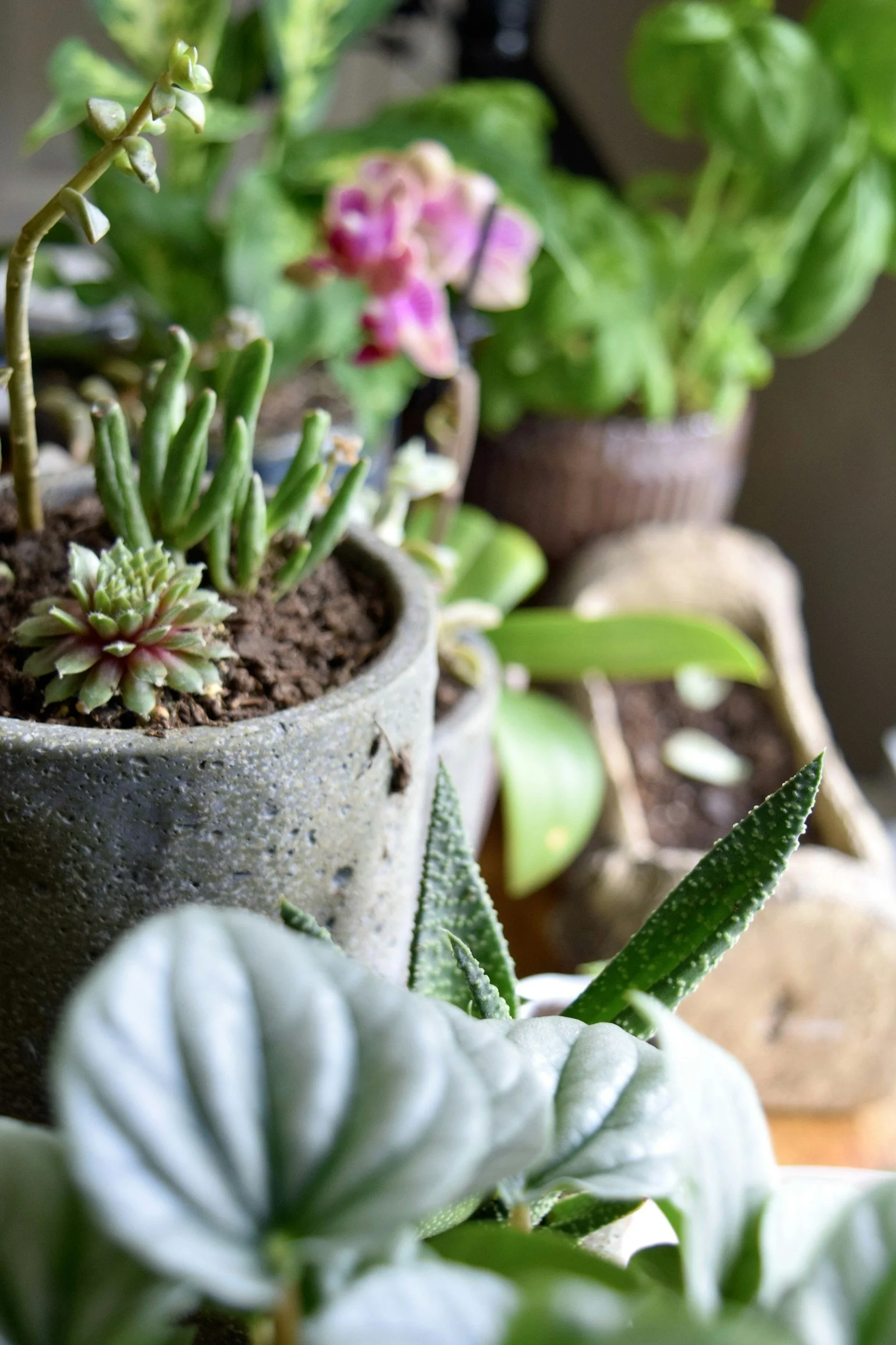 Close-up of various potted succulent plants with green, pink, and gray foliage.